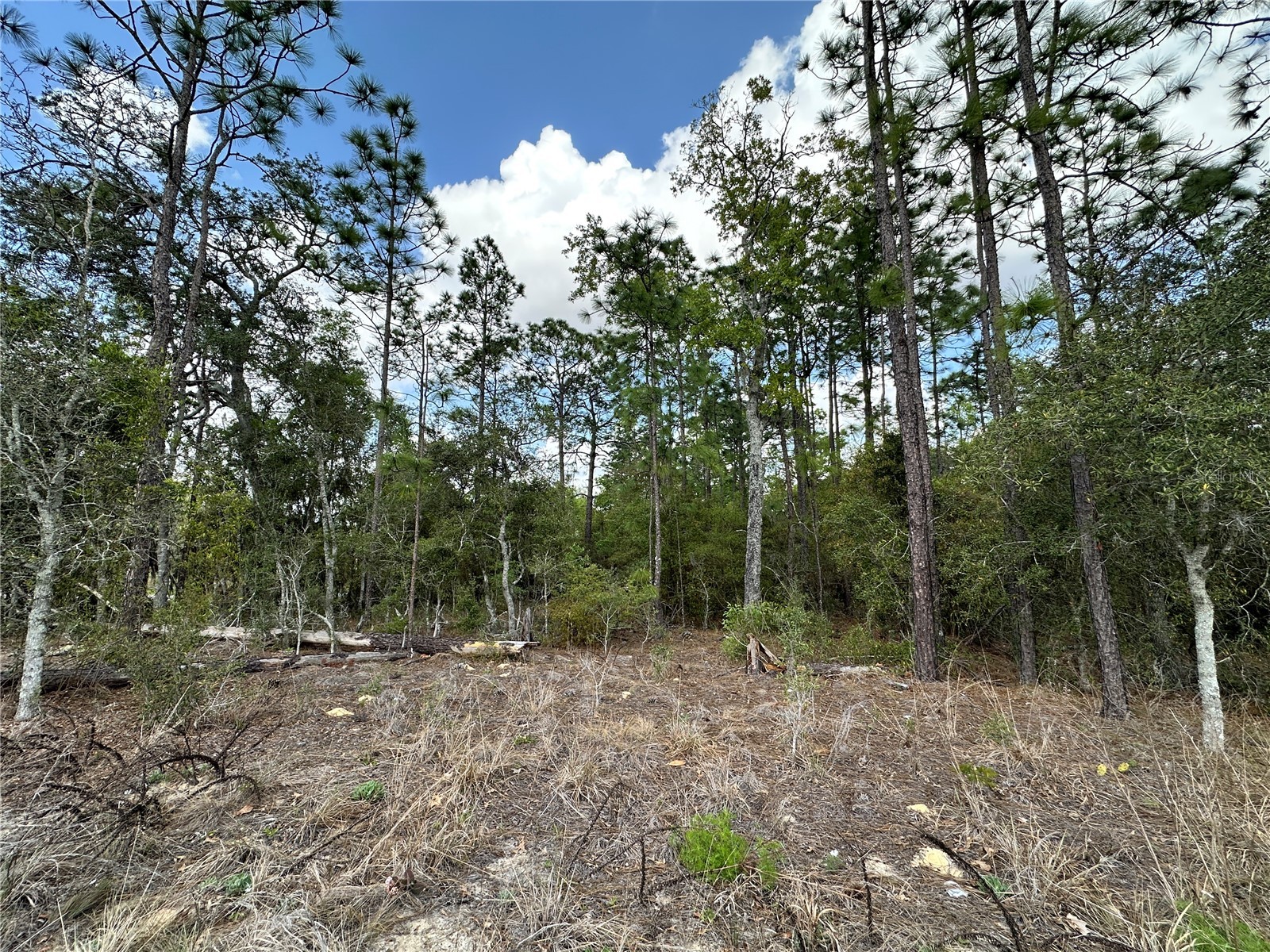 TBD SE 30th Street Morriston FL 32668 OM720263 image8