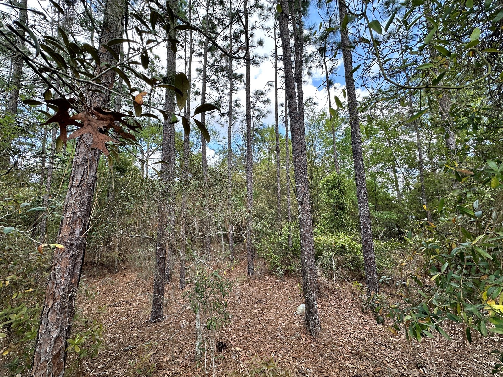 TBD SE 30th Street Morriston FL 32668 OM720263 image9