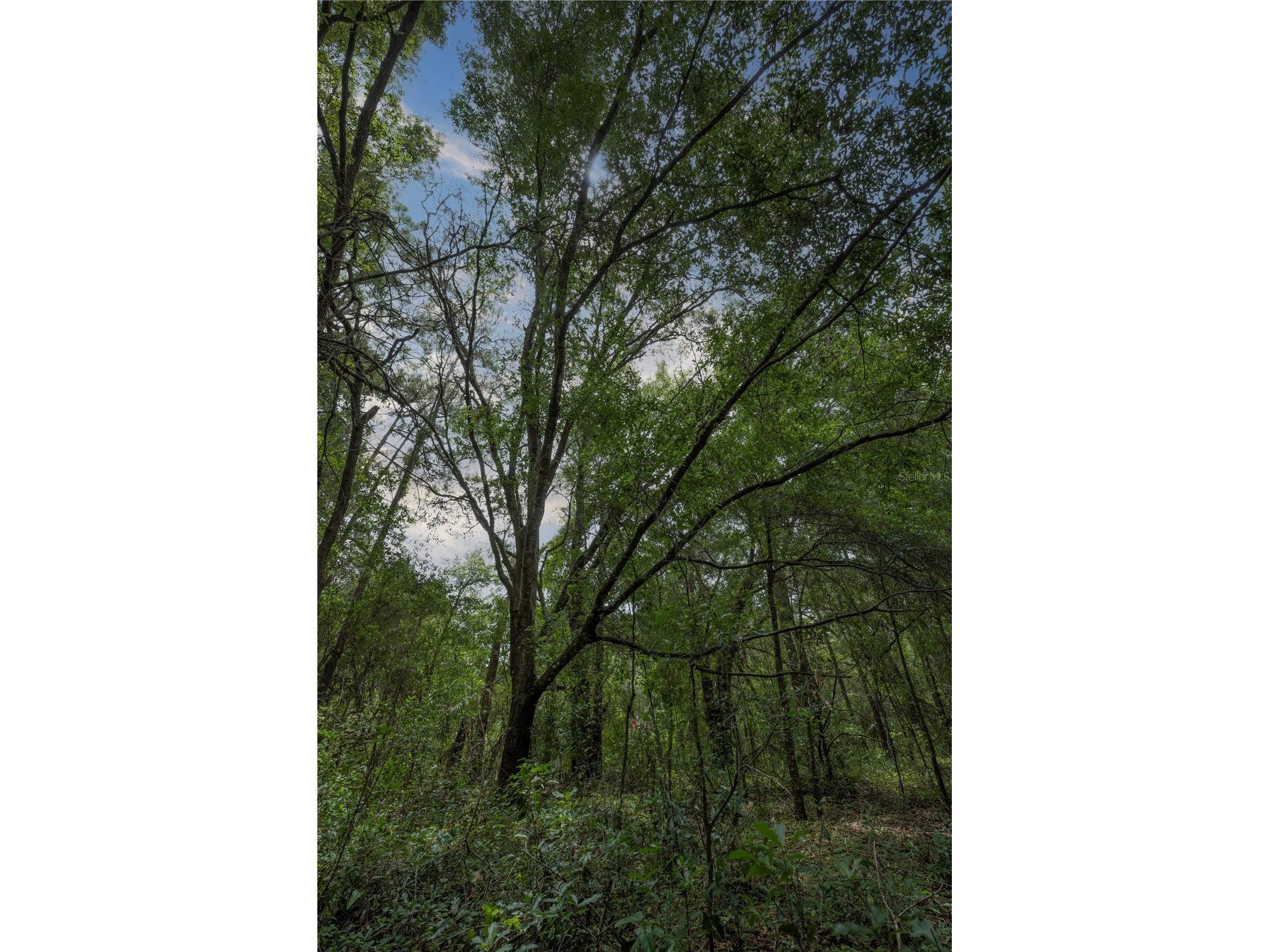 TBD SE 55th Street Morriston FL 32668 OM728875 image10