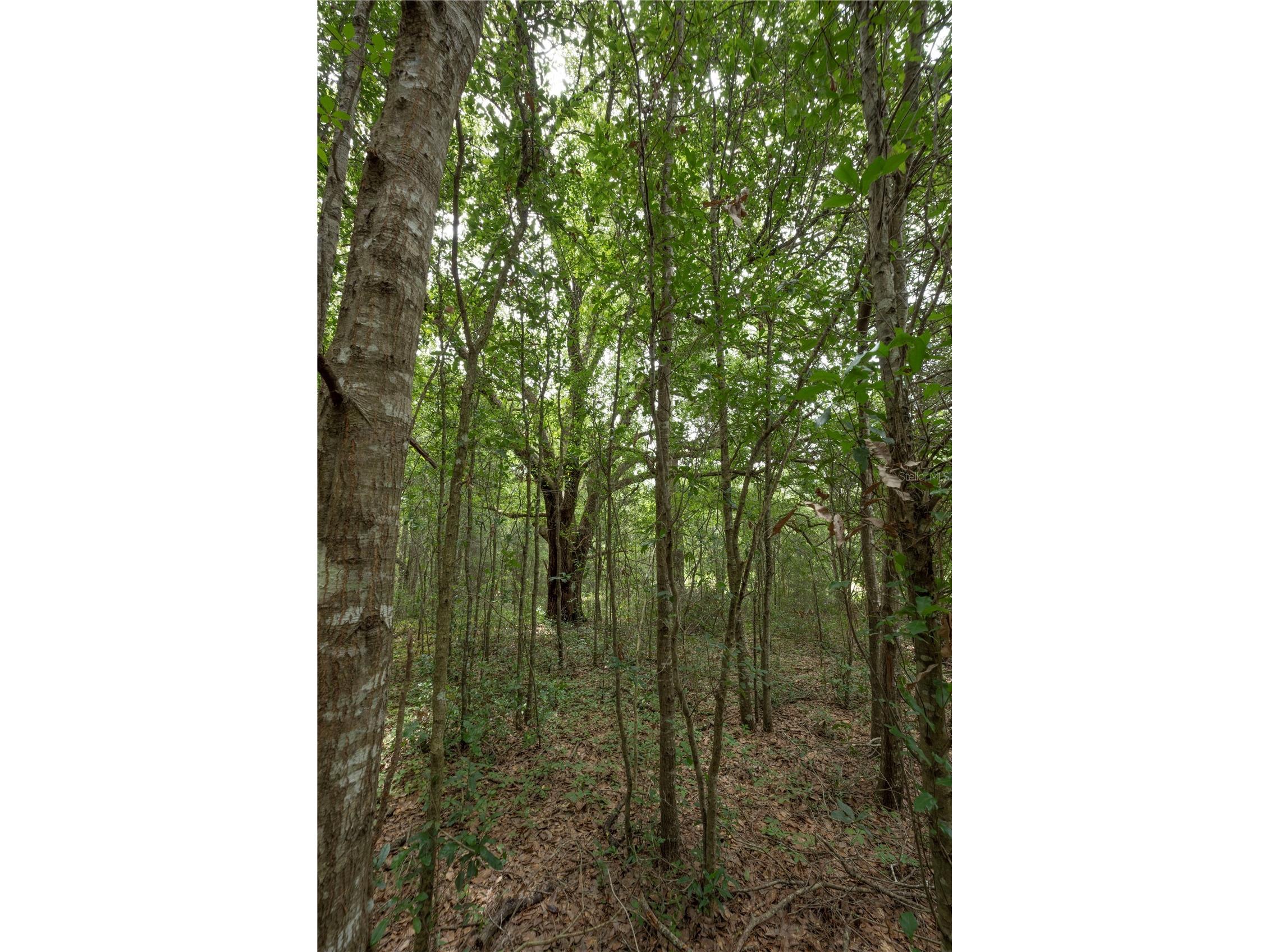 TBD SE 55th Street Morriston FL 32668 OM728875 image11