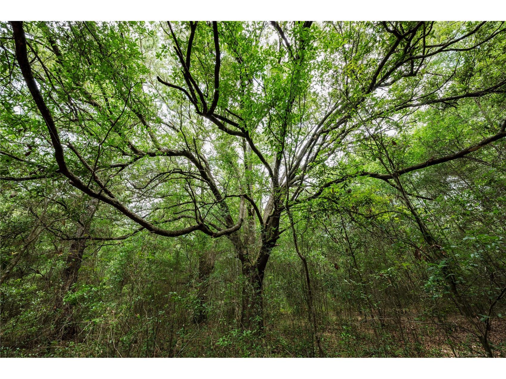 TBD SE 55th Street Morriston FL 32668 OM728875 image2