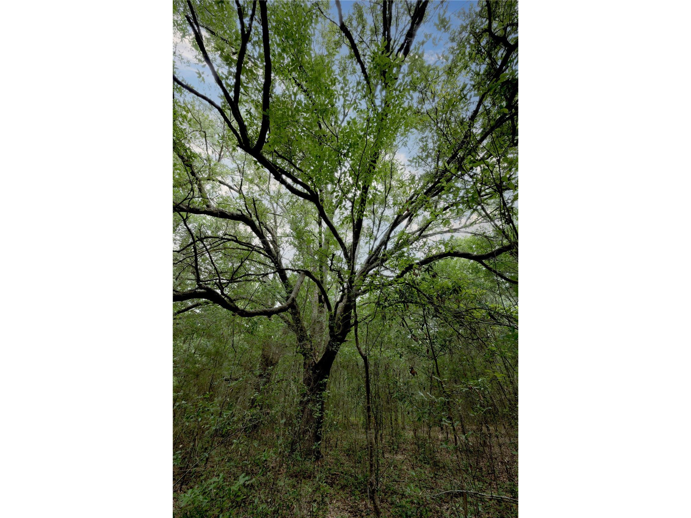 TBD SE 55th Street Morriston FL 32668 OM728875 image3