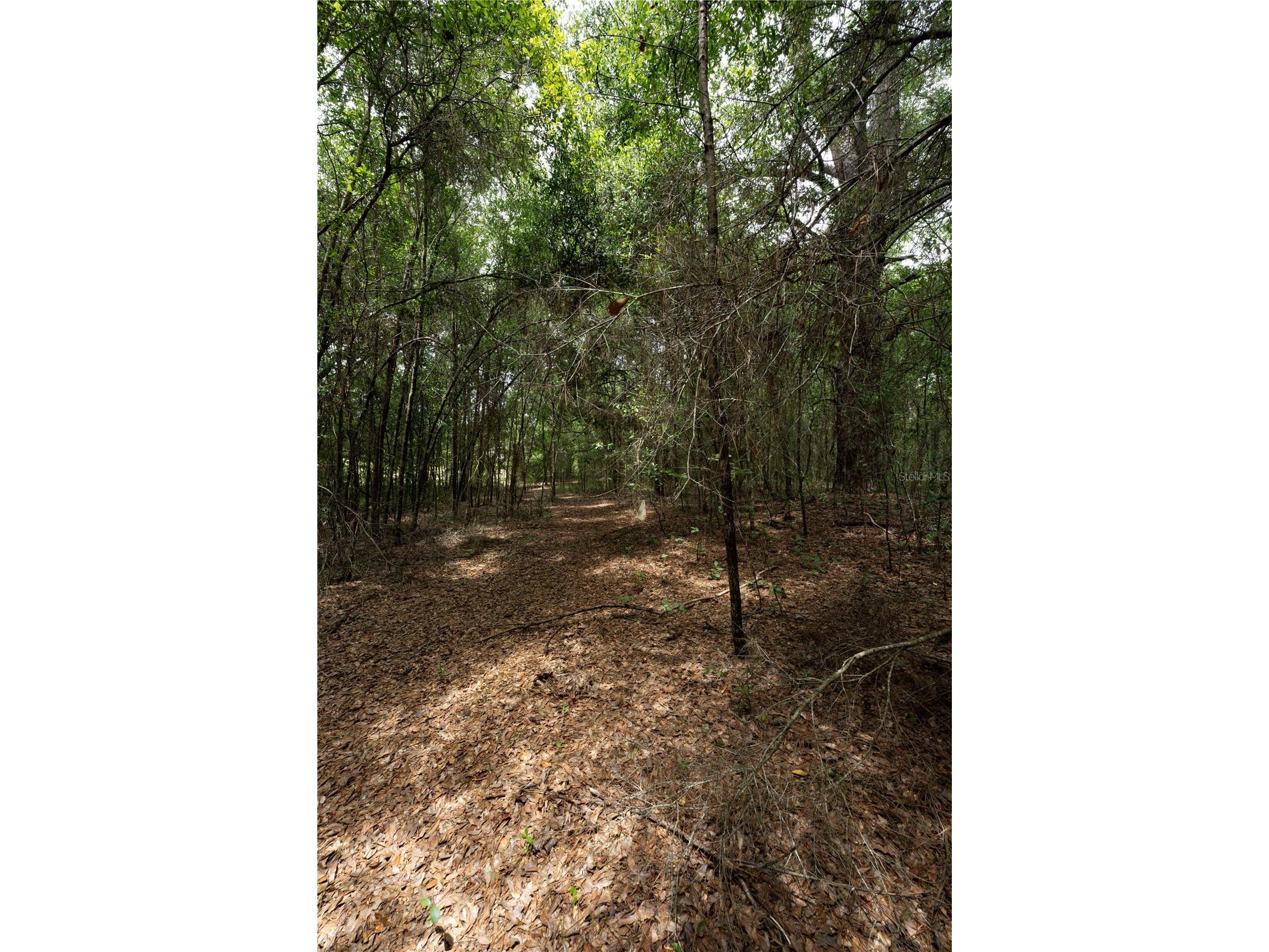 TBD SE 55th Street Morriston FL 32668 OM728875 image4