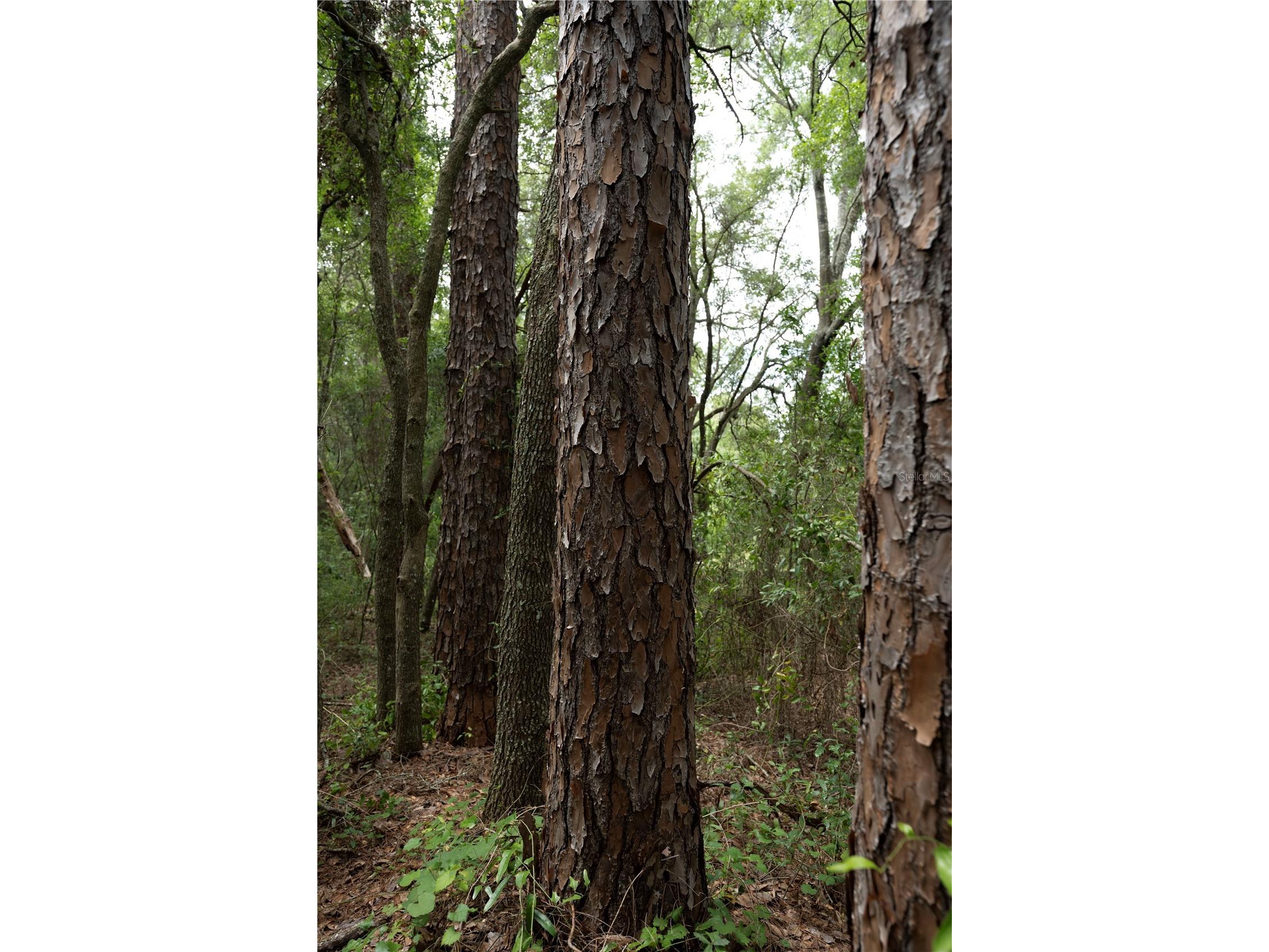 TBD SE 55th Street Morriston FL 32668 OM728875 image6