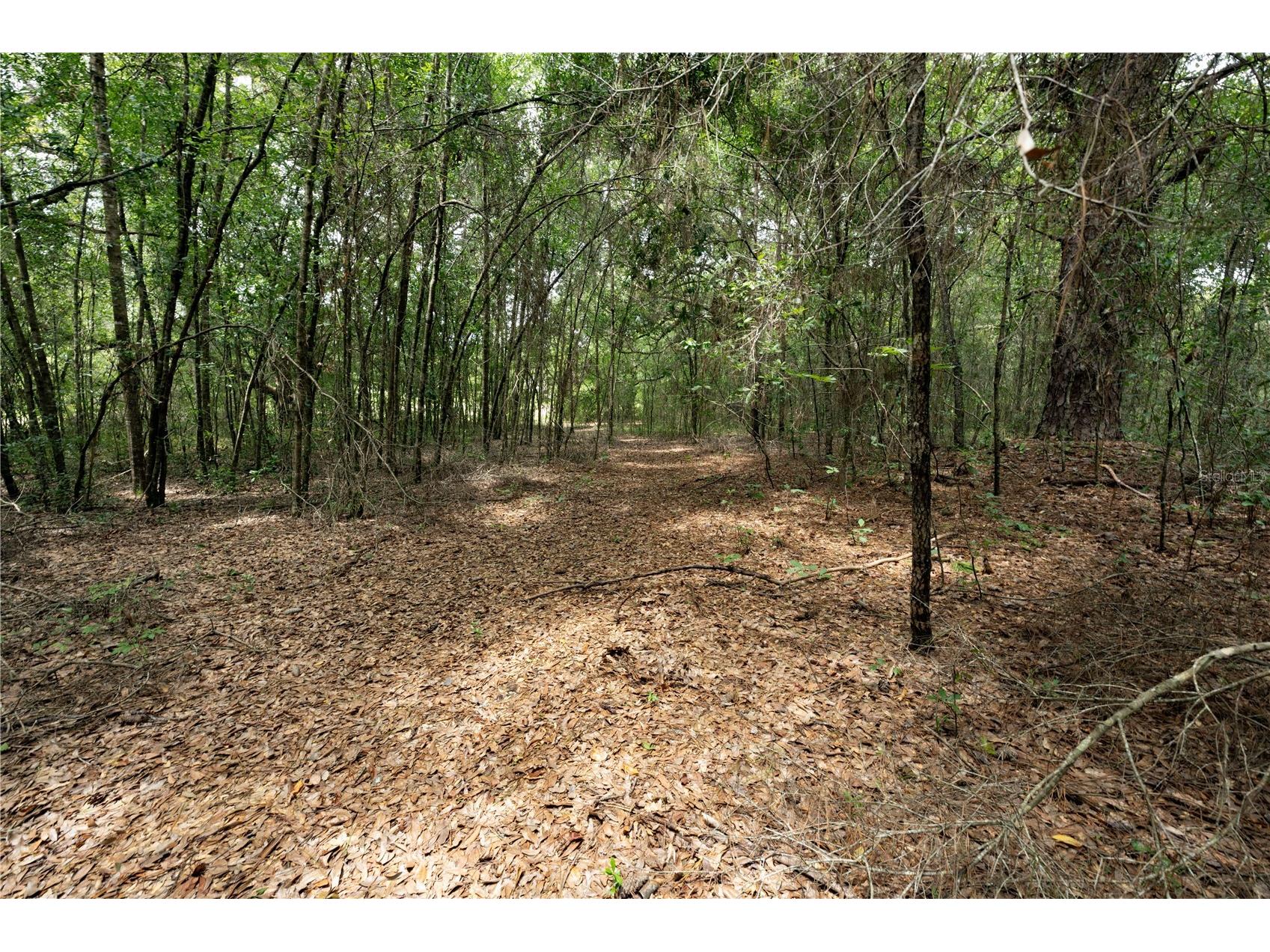 TBD SE 55th Street Morriston FL 32668 OM728875 image7