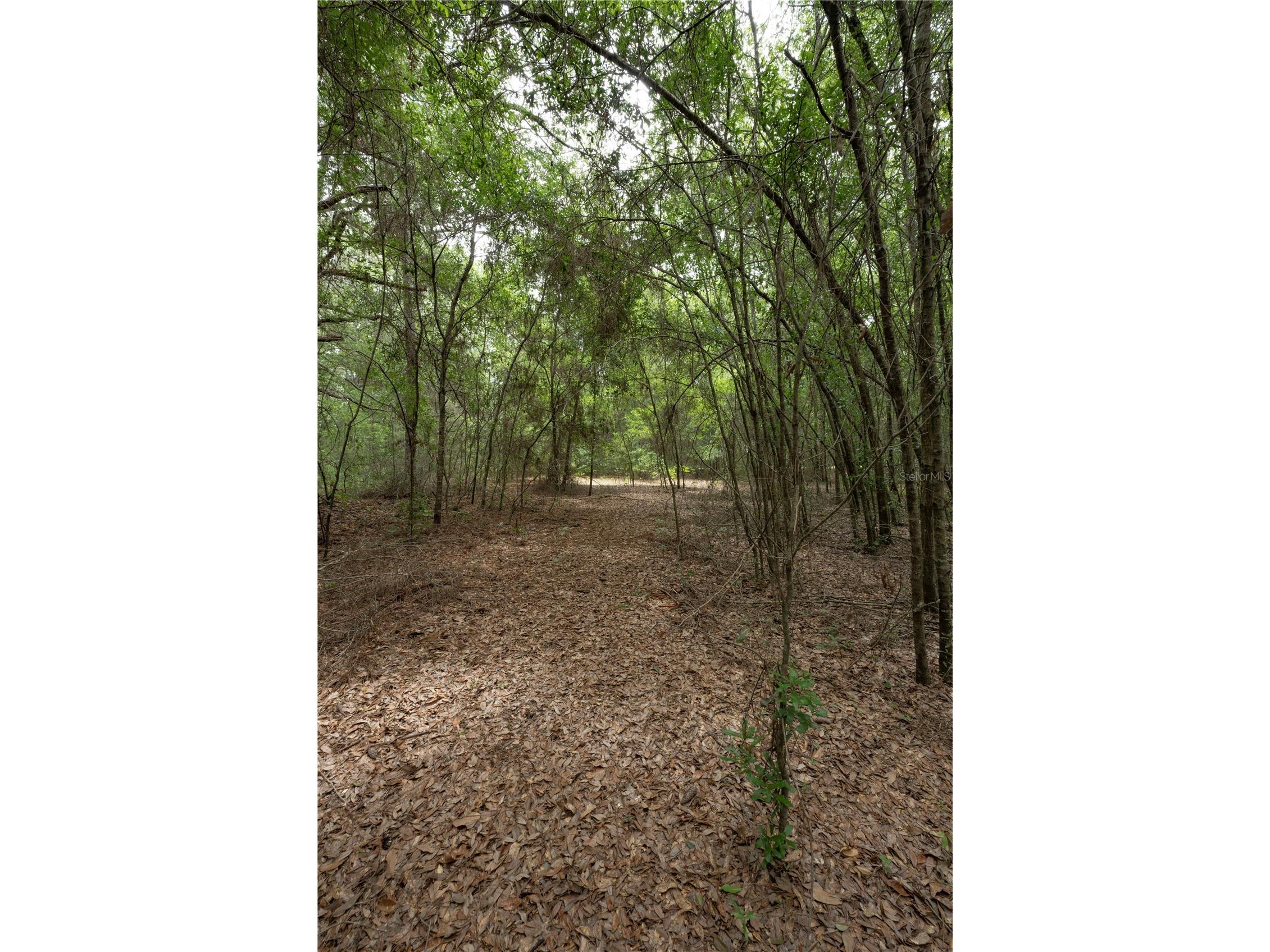 TBD SE 55th Street Morriston FL 32668 OM728875 image9