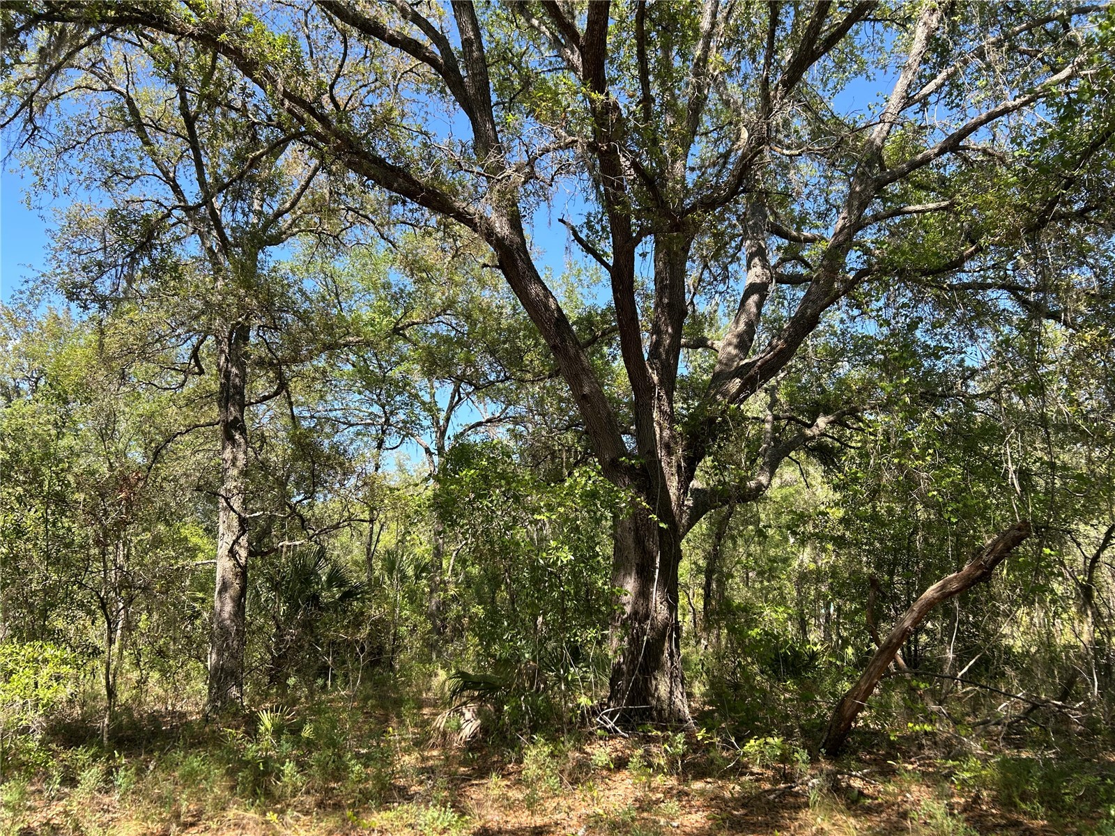 TBD SE 62nd Morriston FL 32668 OM722544 image1