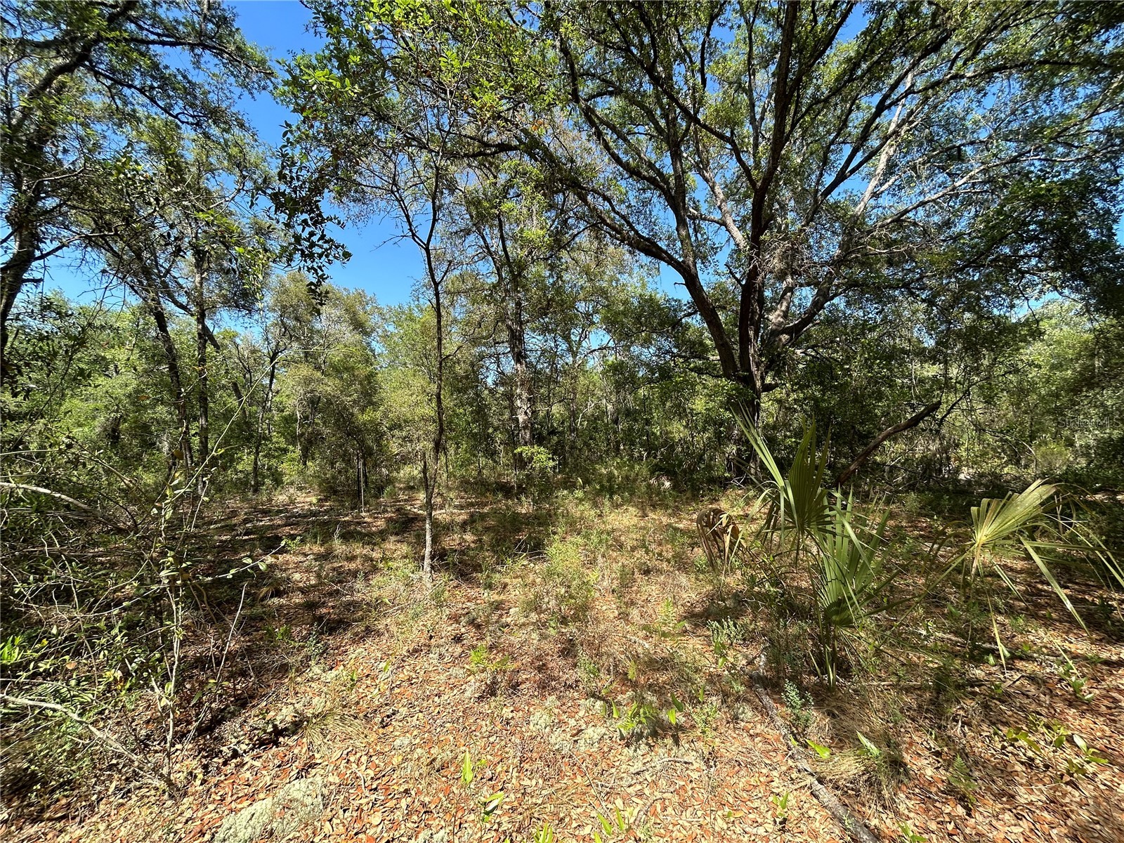 TBD SE 62nd Morriston FL 32668 OM722544 image3