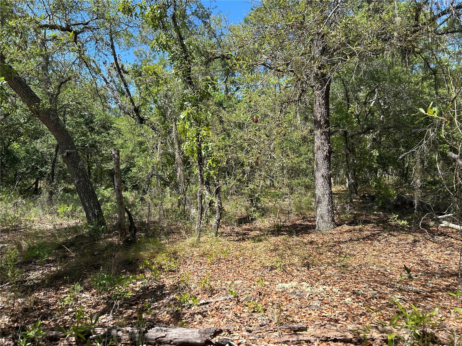 TBD SE 62nd Morriston FL 32668 OM722544 image4