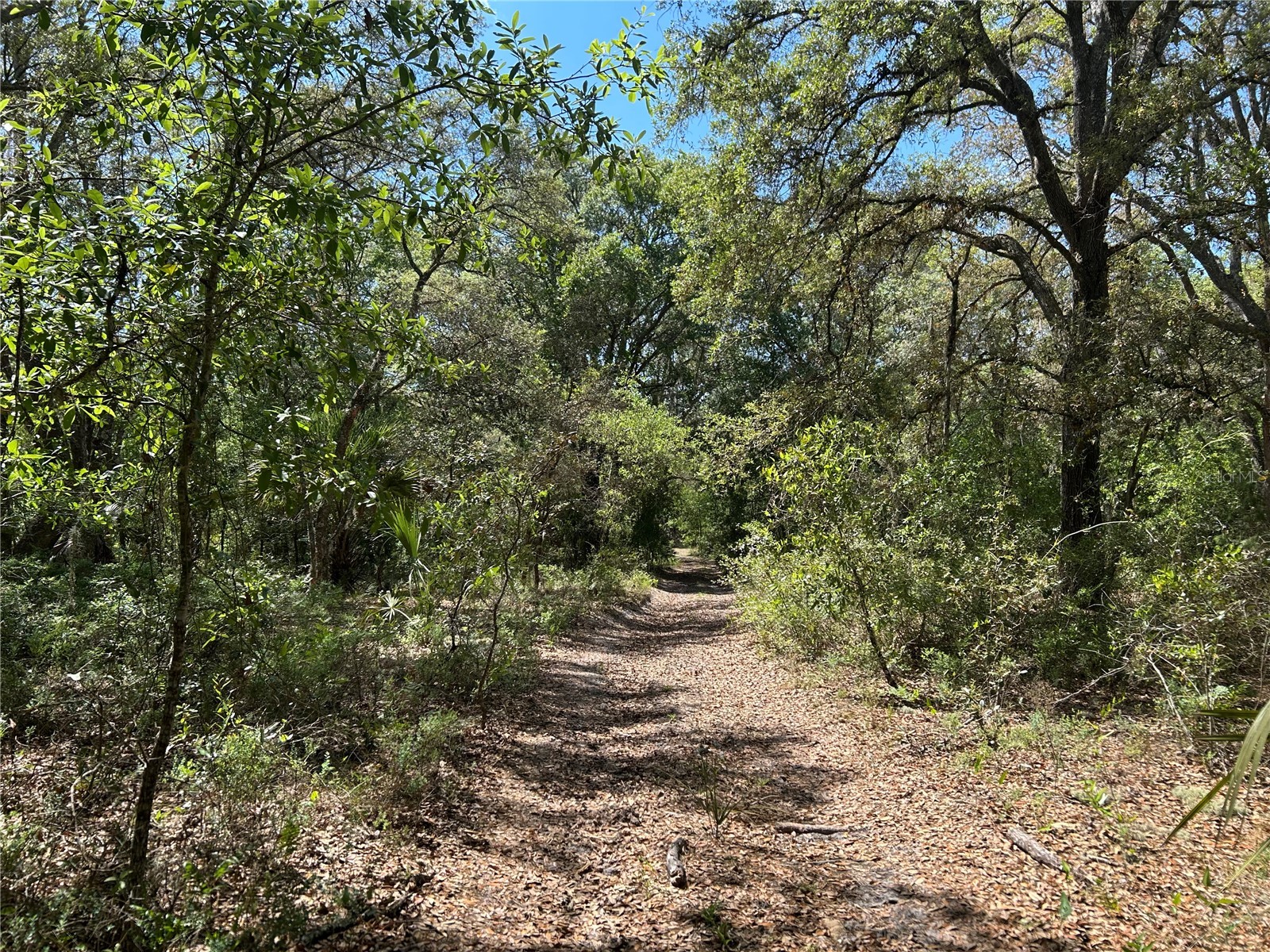 TBD SE 62nd Morriston FL 32668 OM722544 image5