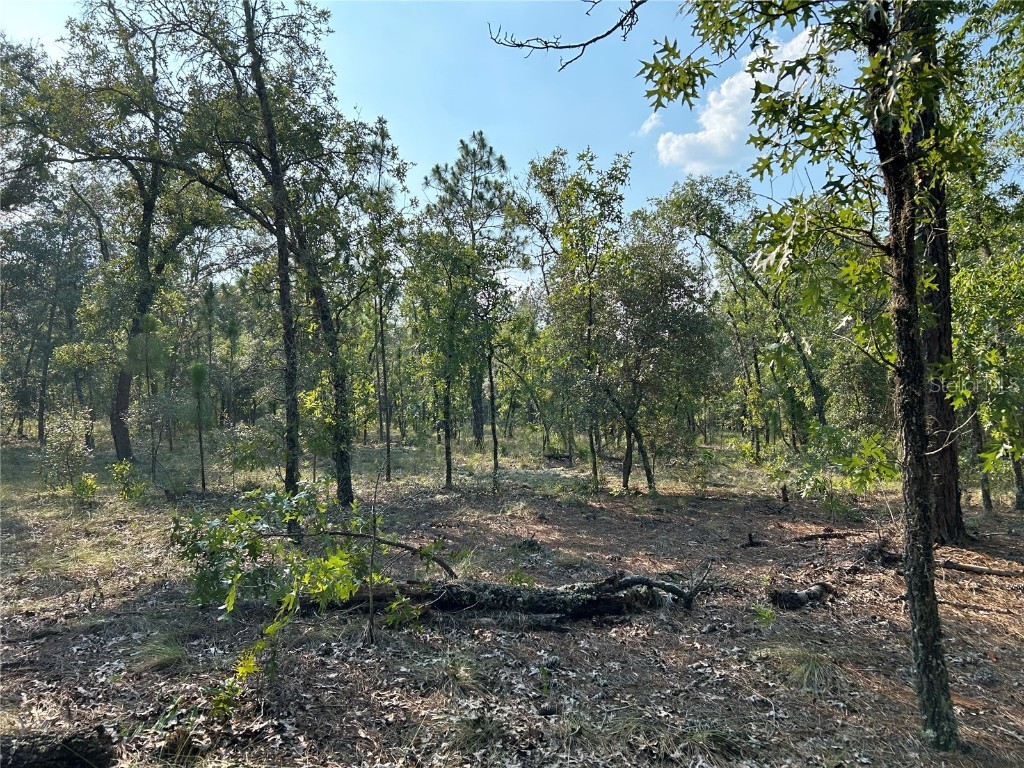 TBD SE 63rd Lane Morriston FL 32668 OM678774 image1