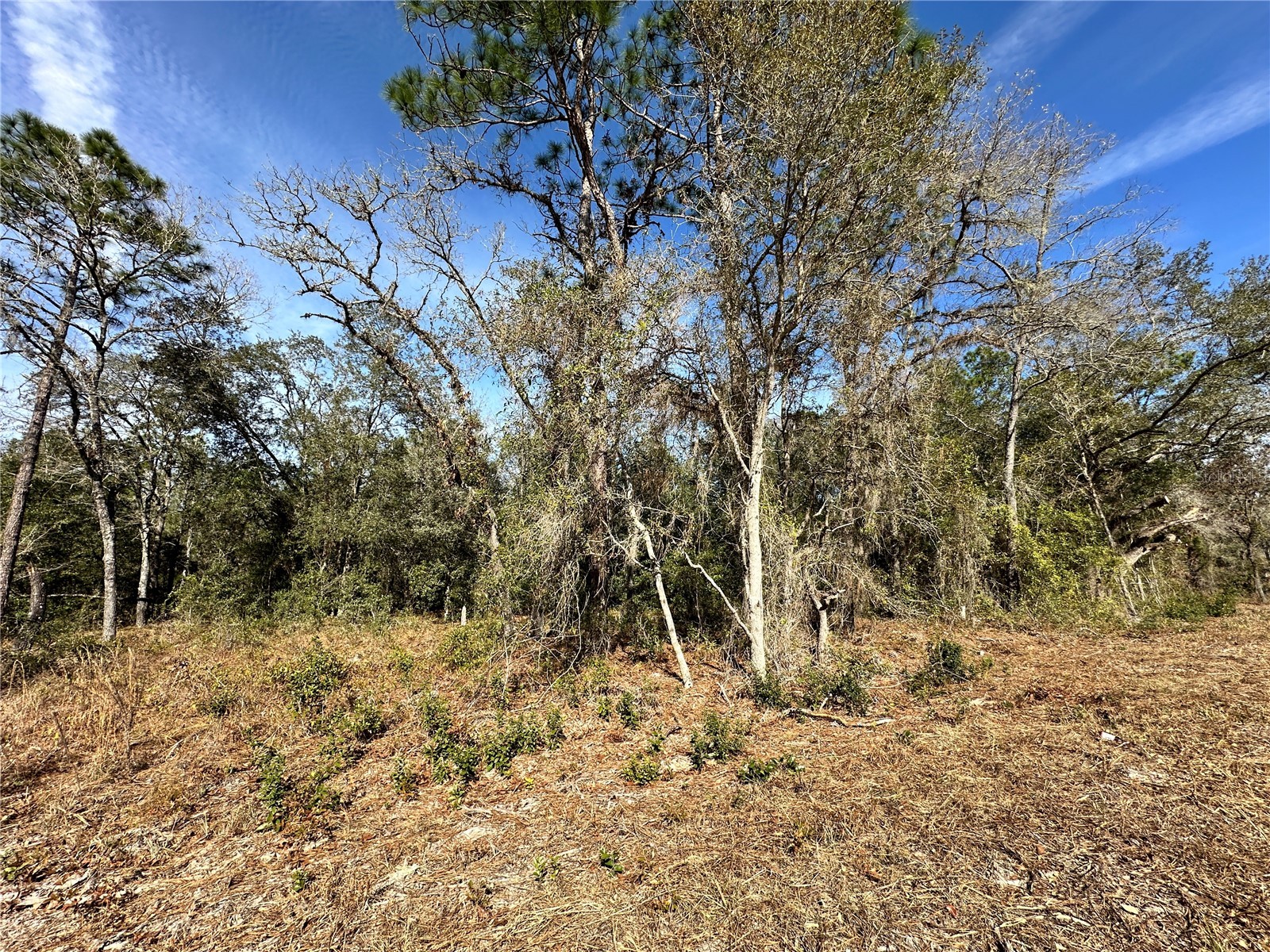 TBD SE 67th Place Morriston FL 32668 OM717045 image1