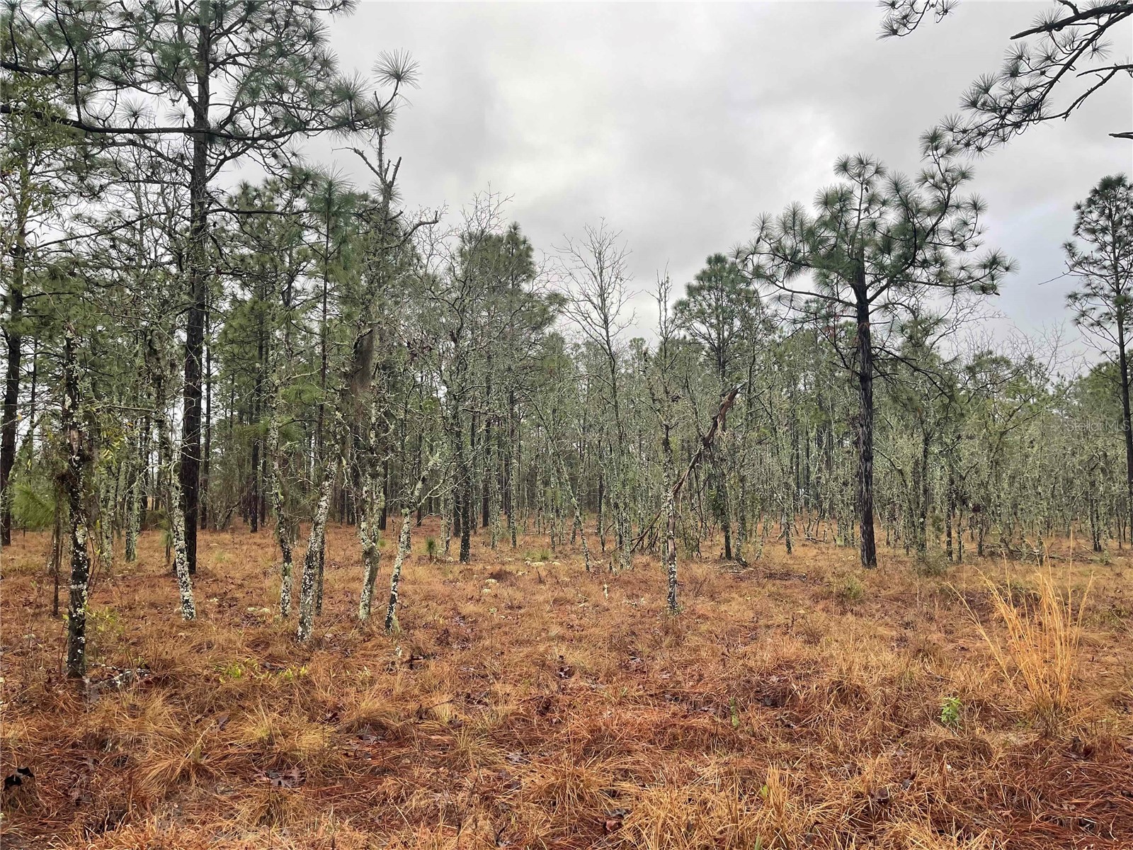 TBD SE 71 Street Morriston FL 32668 OM719993 image2