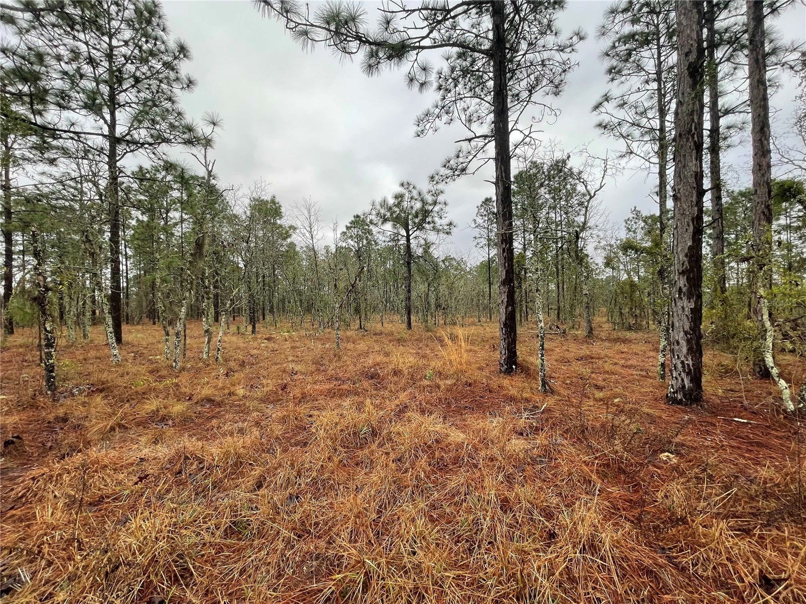 TBD SE 71 Street Morriston FL 32668 OM719993 image3