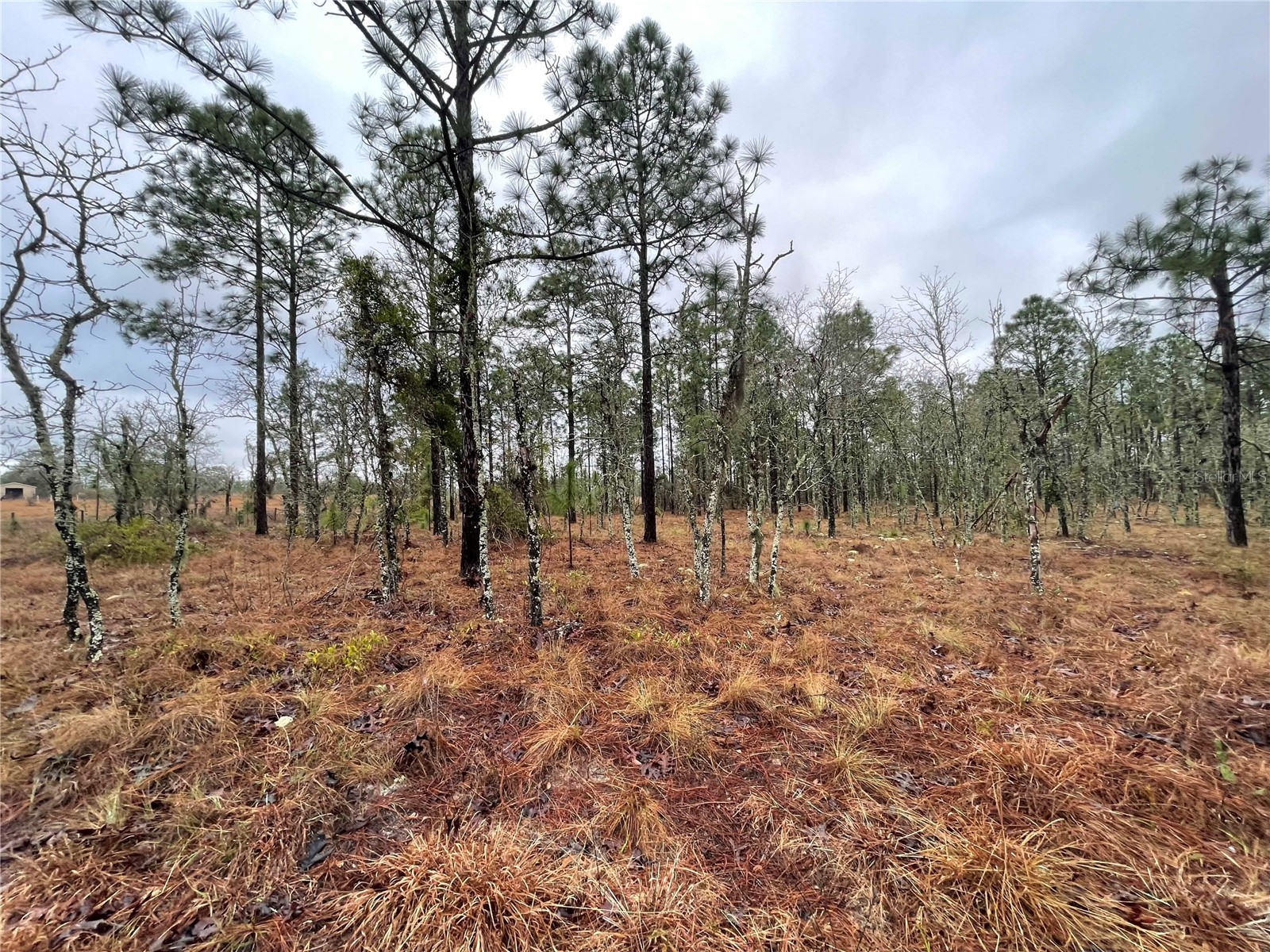 TBD SE 71 Street Morriston FL 32668 OM719993 image4