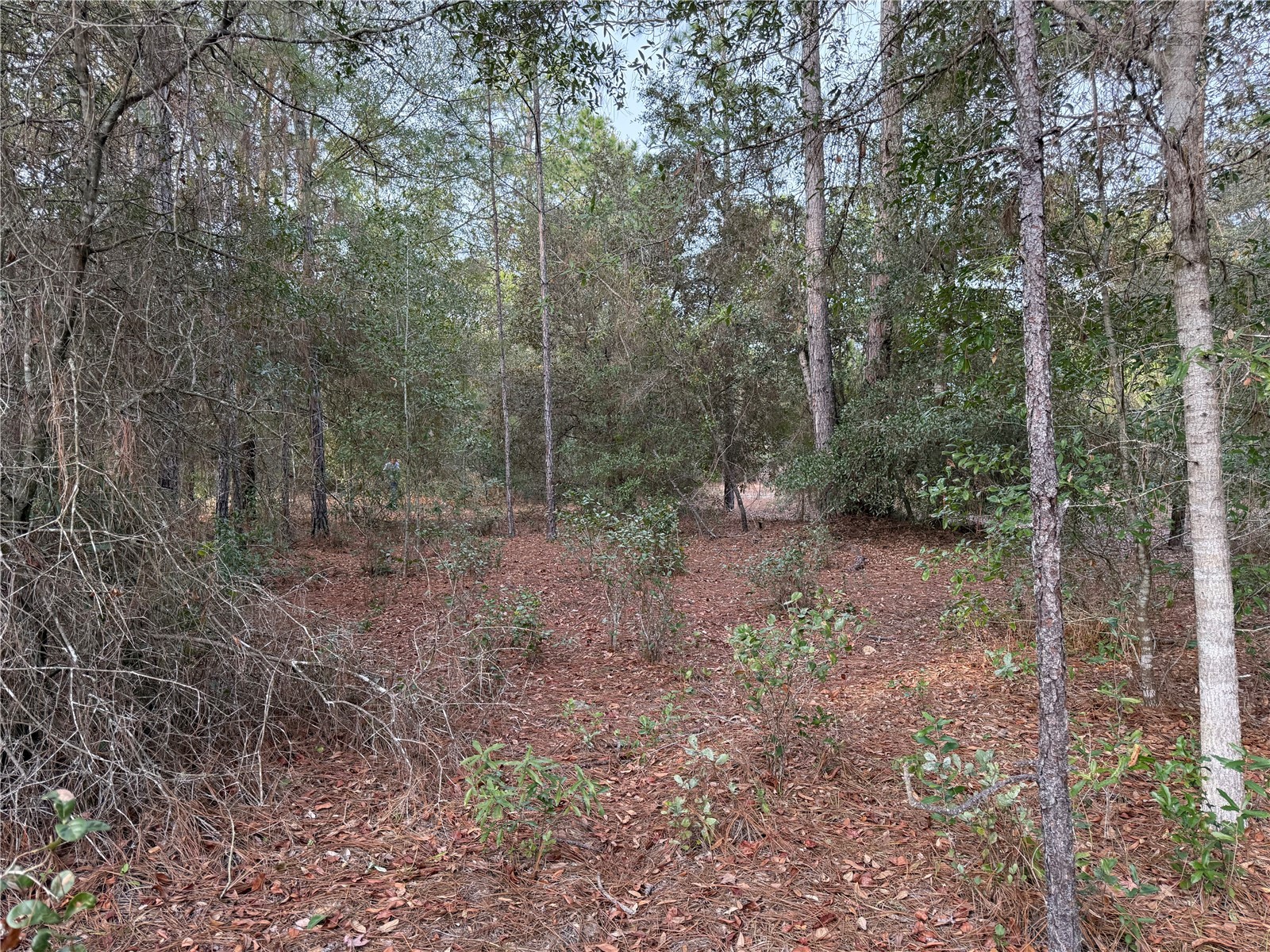 TBD SE Audubon Avenue Dunnellon FL 34431 OM717249 image1