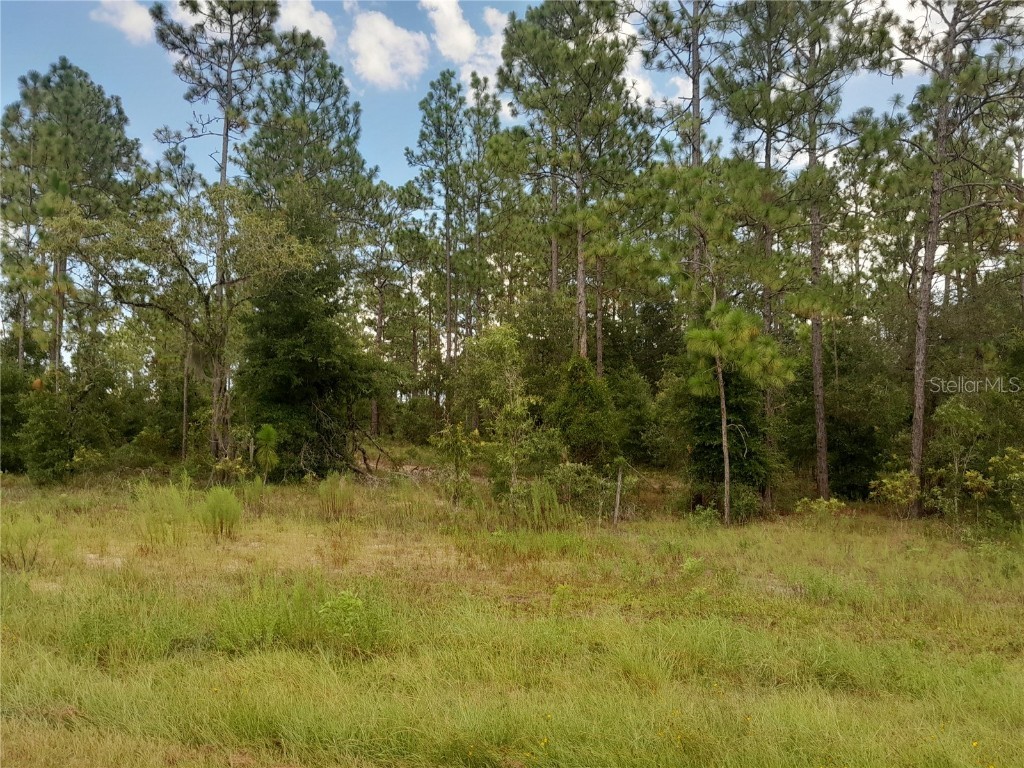 TBD SE State Road 121 Morriston FL 32668 OM707394 image4