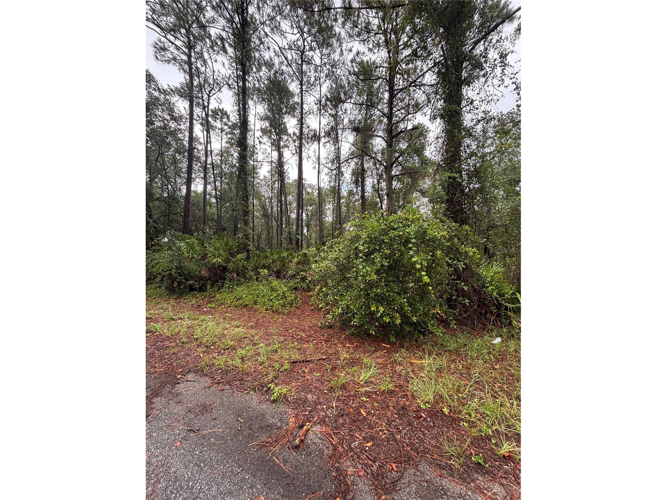 TBD Sequoia Drive Trail Ocklawaha FL 32179 G5100152 image1