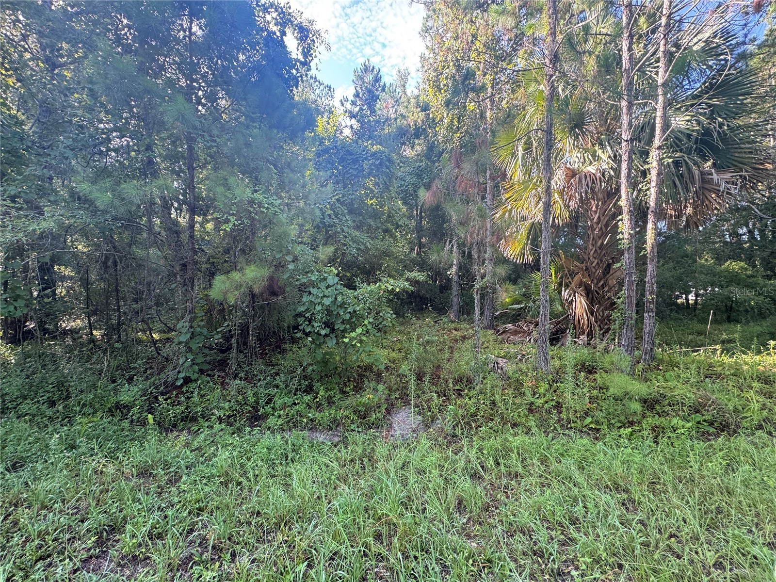 TBD Sequoia Loop Drive Ocklawaha FL 32179 OM728492 image1