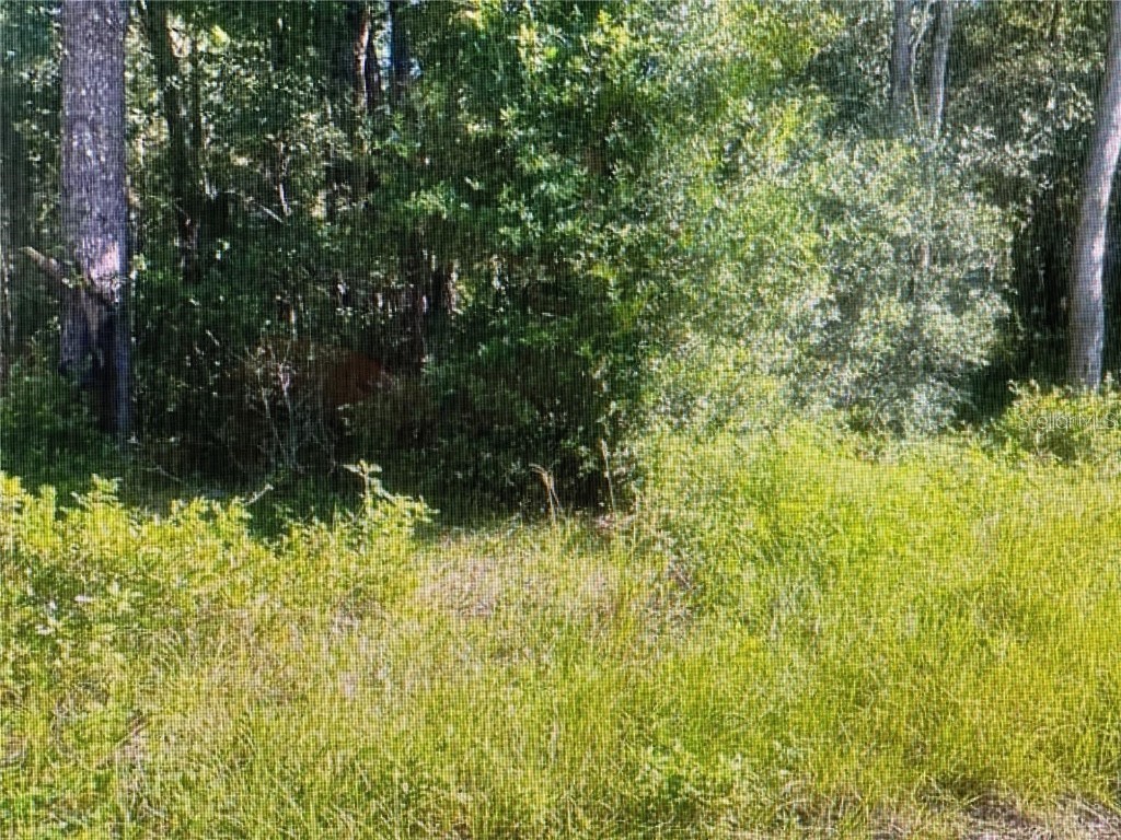 TBD St Benedict Drive Lot 113 Drive Dunnellon FL 34432 OM708625 image2