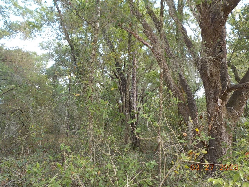 TBD St George Drive Dunnellon FL 34432 OM655433 image1