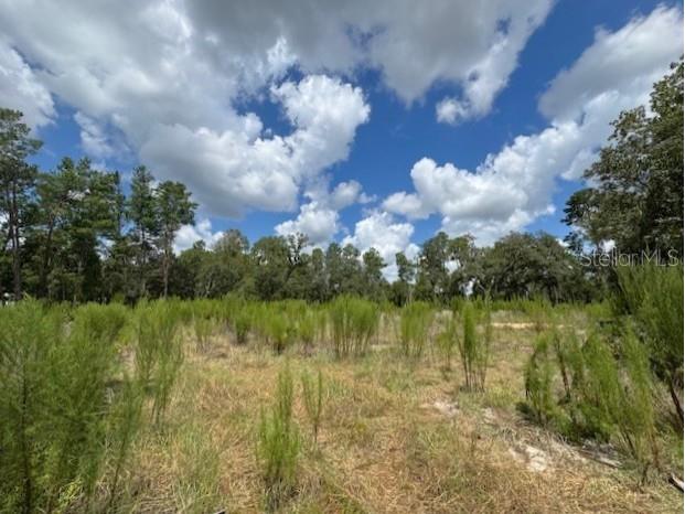 TBD SW 109 Loop Ocala FL 34476 OM707082 image3