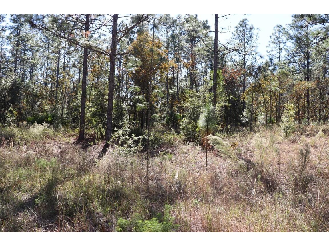 TBD SW 131st Circle Ocala FL 34481 A4671906 image13