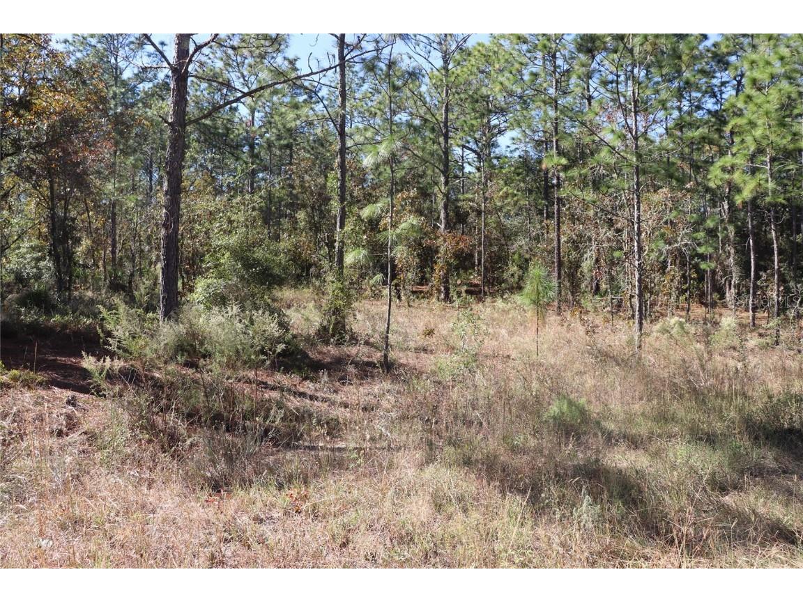 TBD SW 131st Circle Ocala FL 34481 A4671906 image6