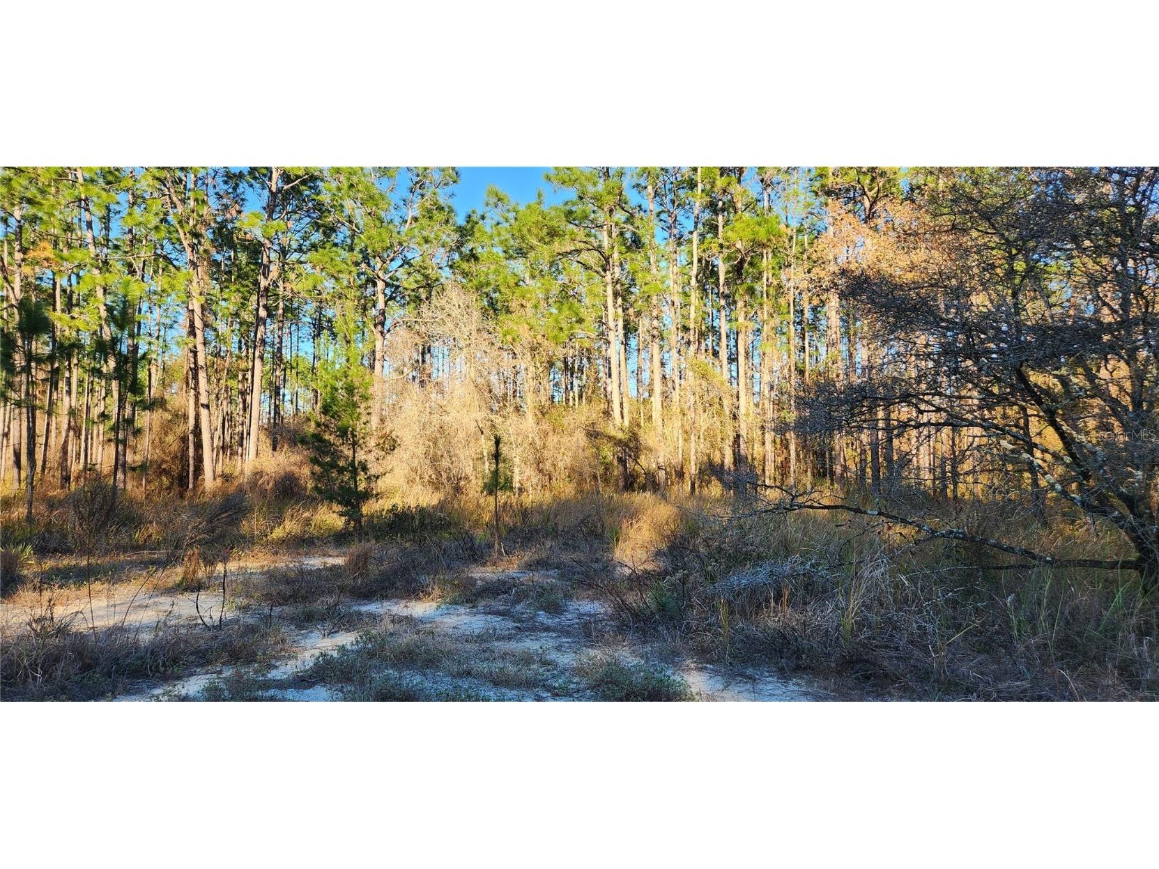 TBD SW 131st Place Ocala FL 34473 OM651483 image1