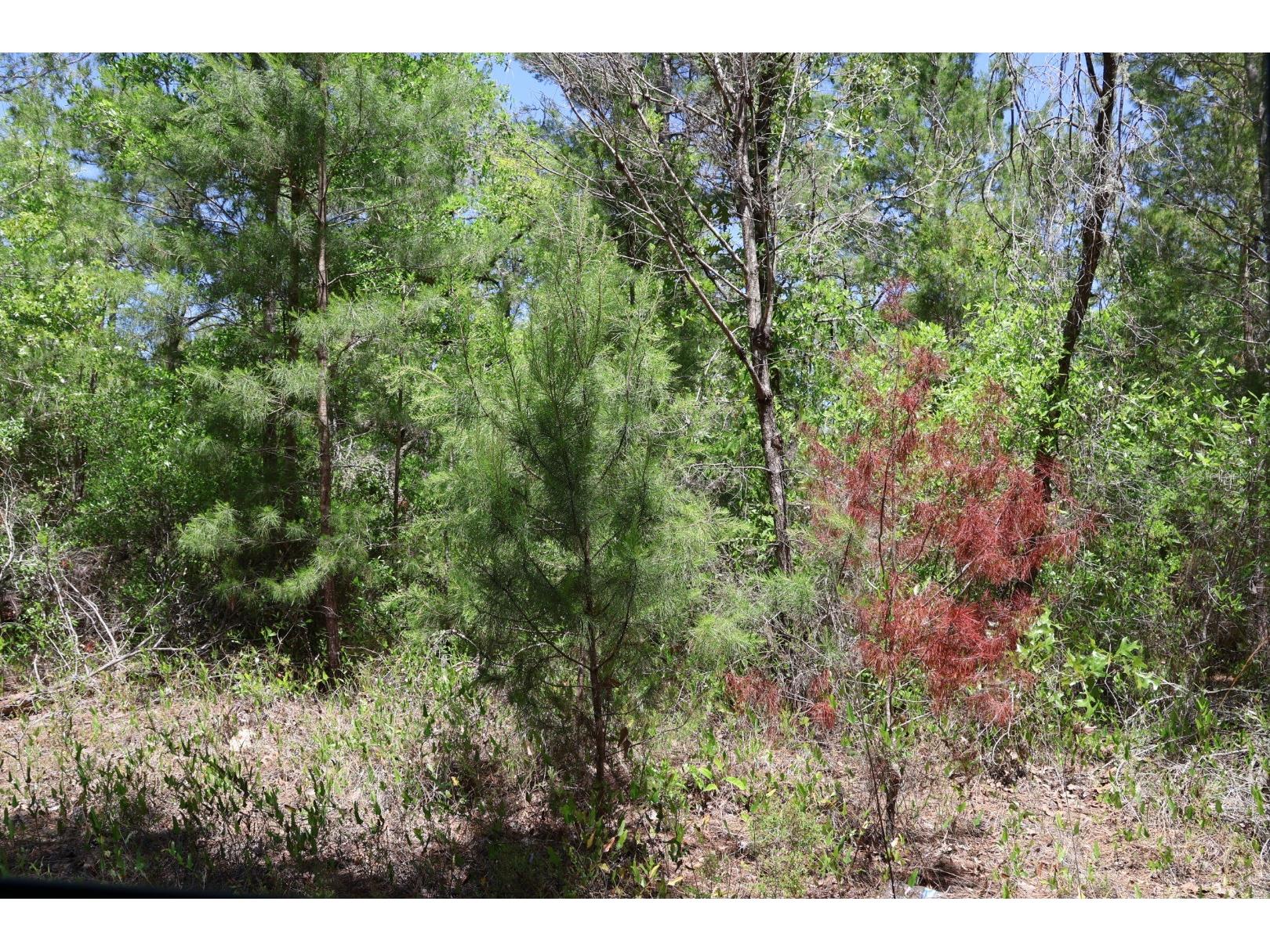 TBD SW 157th Lane Dunnellon FL 34432 OM722893 image1