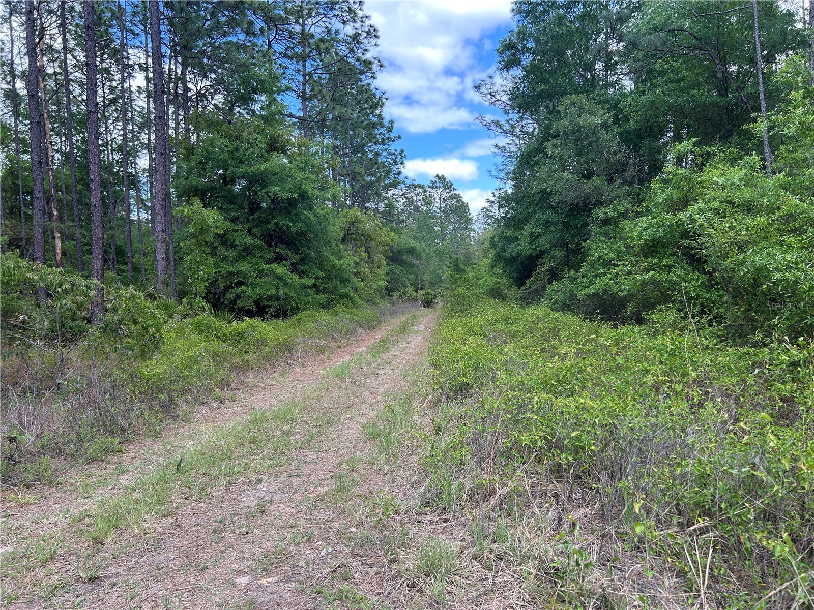 TBD SW 159th Avenue Ocala FL 34481 OM725596 image4