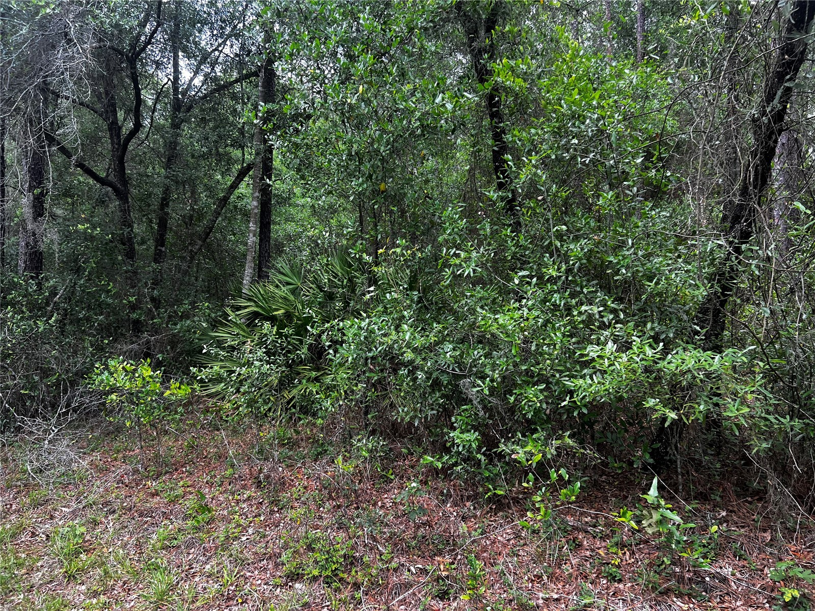 TBD SW 186th Ct. Dunnellon FL 34432 OM724855 image1