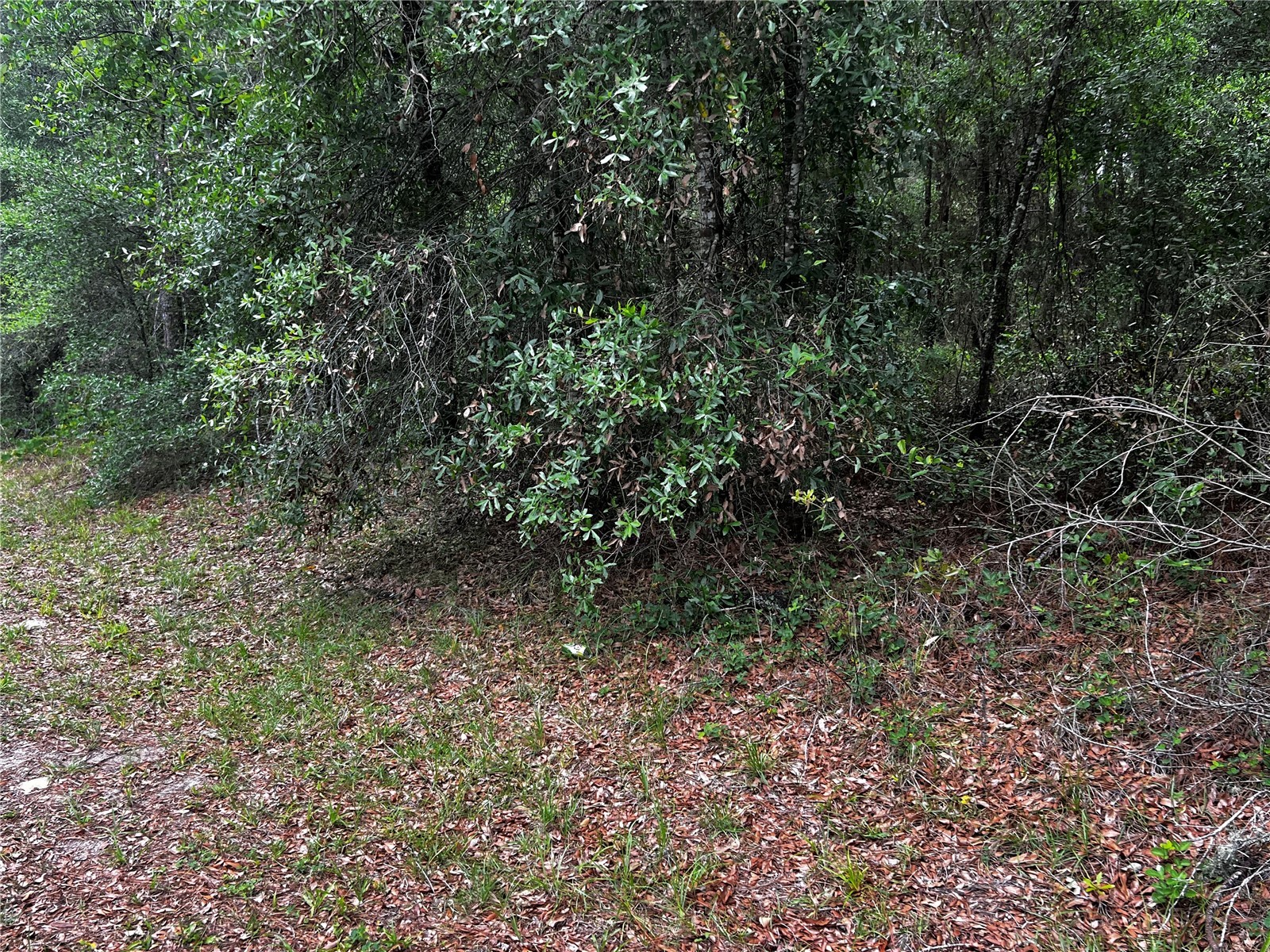 TBD SW 186th Ct. Dunnellon FL 34432 OM724855 image10