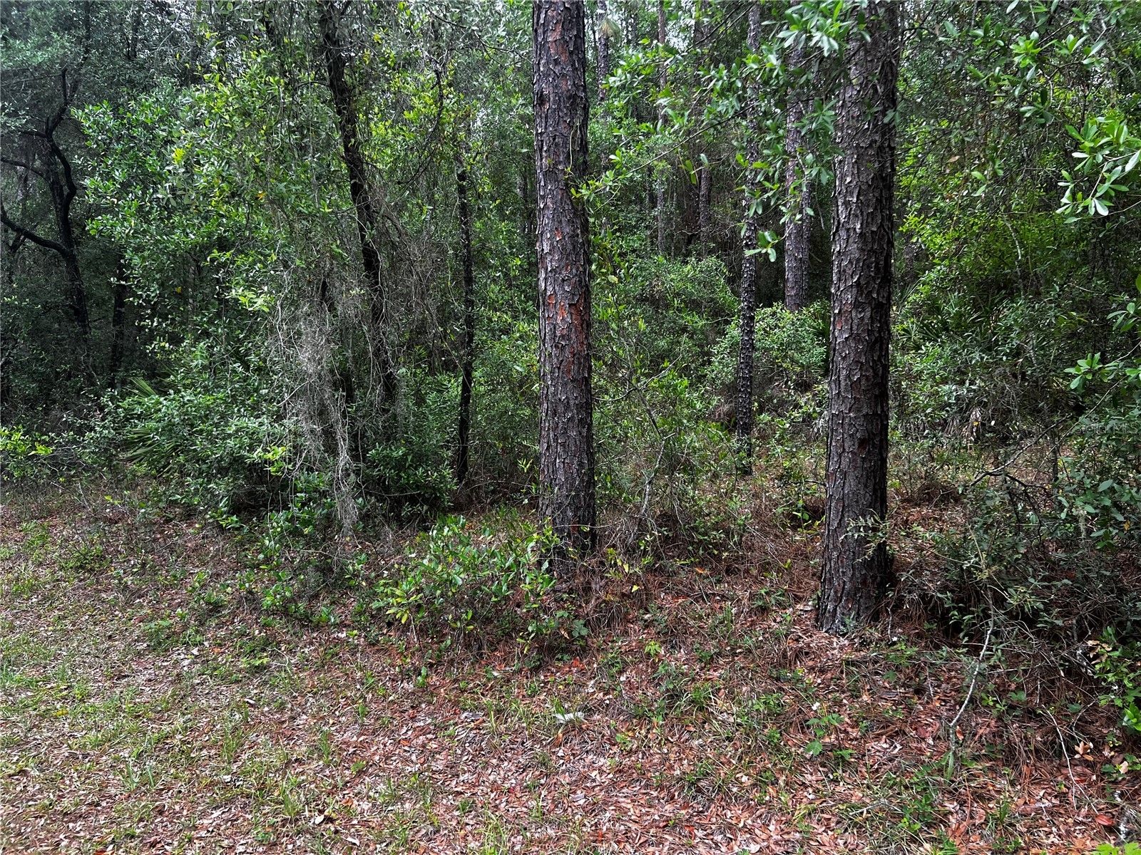 TBD SW 186th Ct. Dunnellon FL 34432 OM724855 image2