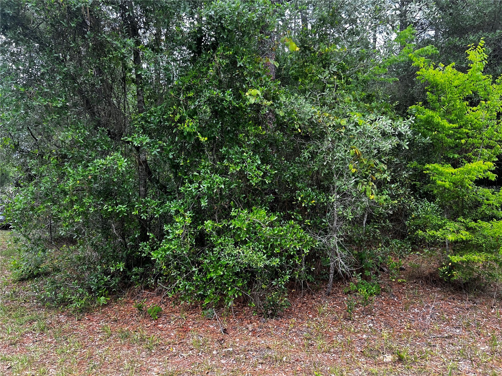 TBD SW 186th Ct. Dunnellon FL 34432 OM724855 image3