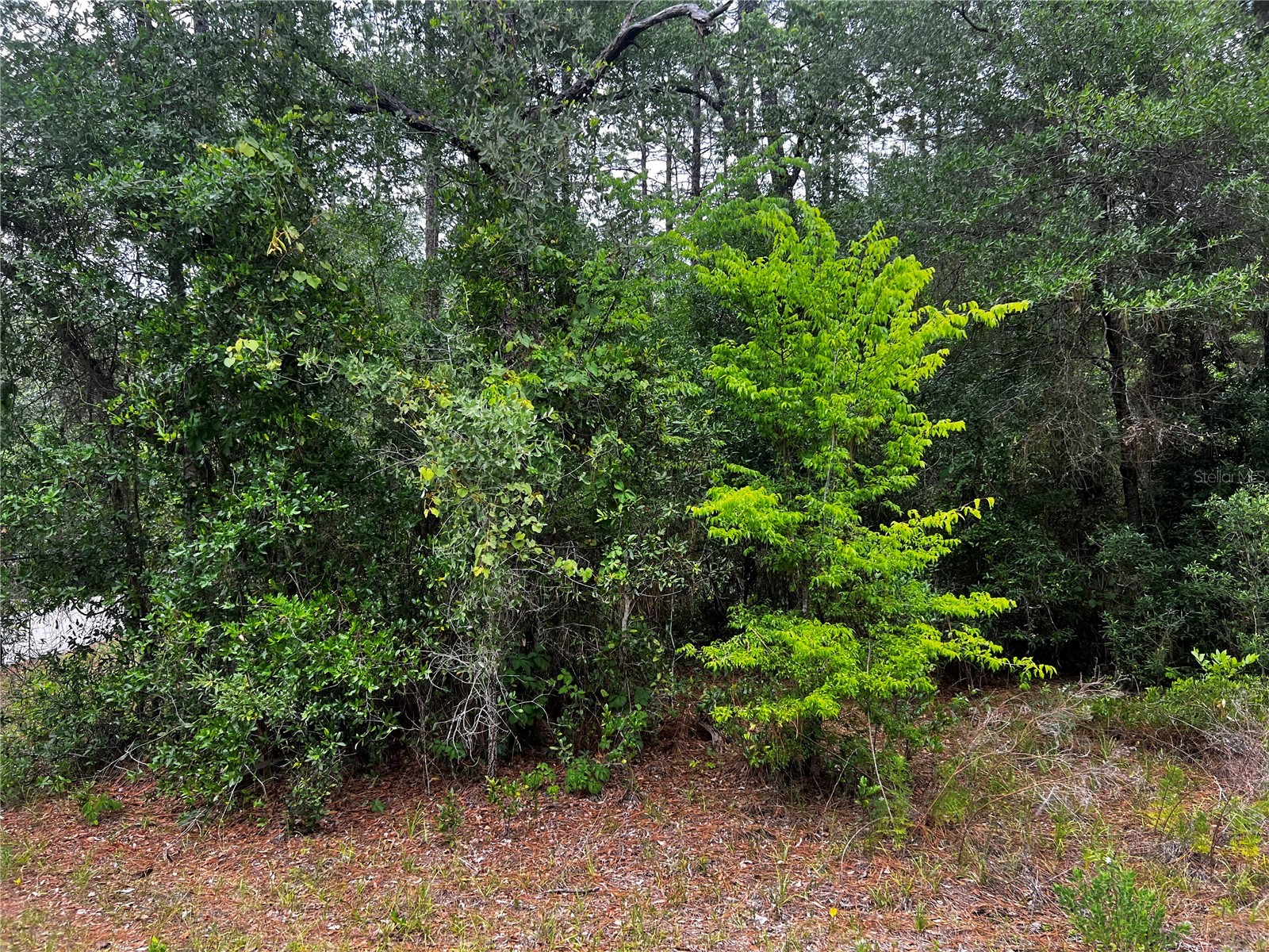 TBD SW 186th Ct. Dunnellon FL 34432 OM724855 image5