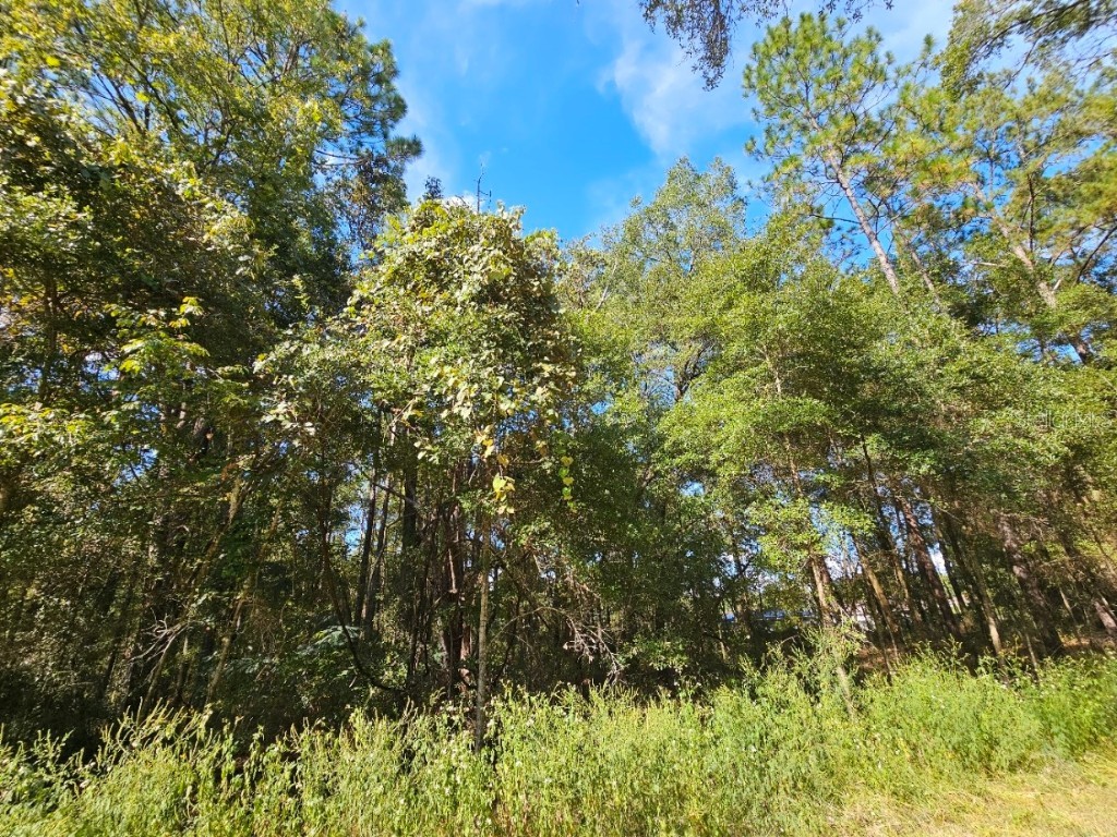 TBD SW 21st Place Ocala FL 34481 OM710650 image2