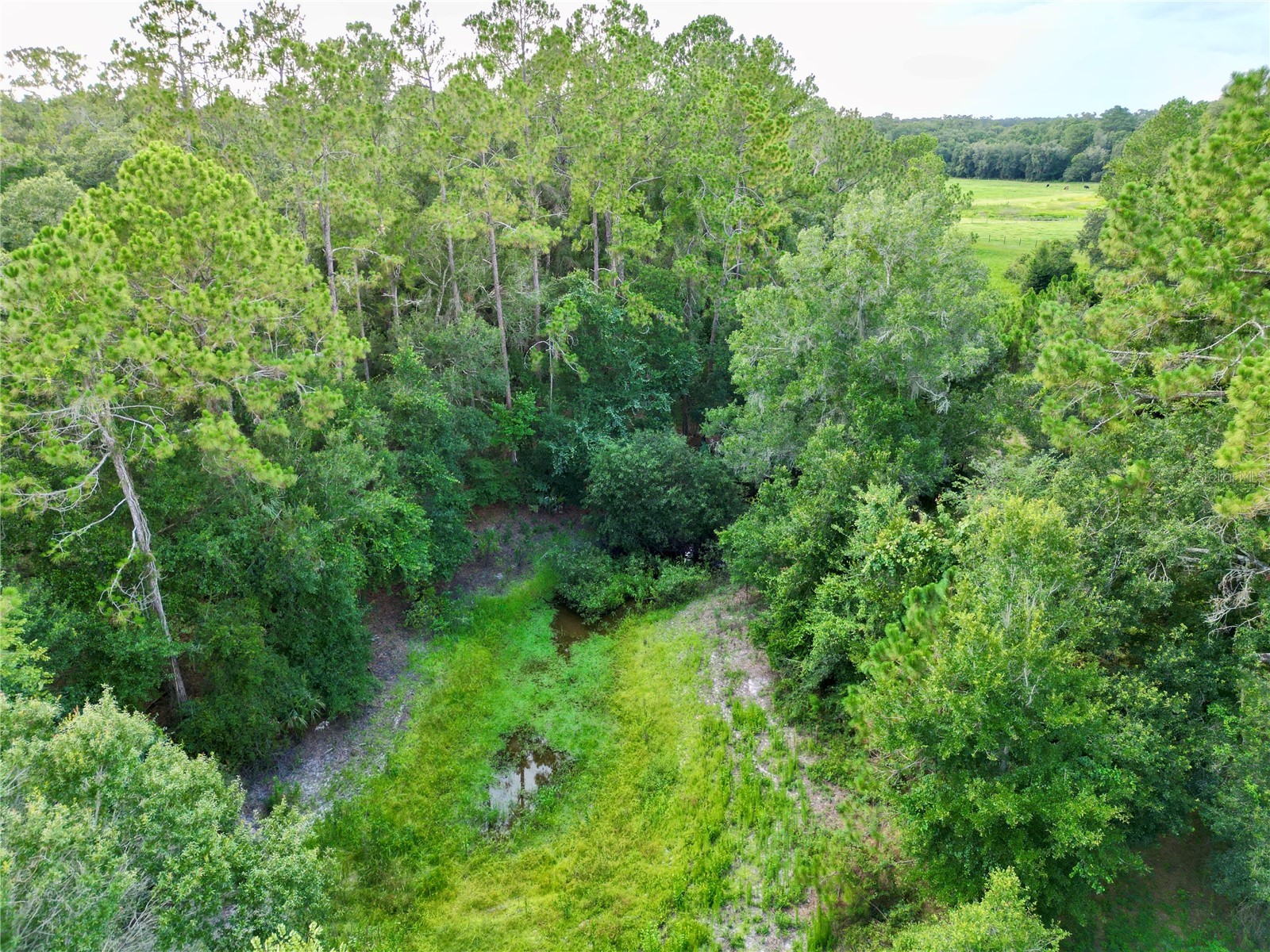 TBD SW 31st Way Way Webster FL 33597 G5108008 image4