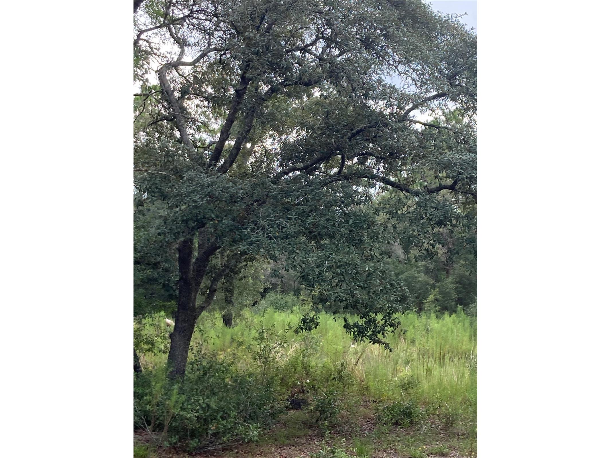 TBD Sw 54th Street Dunnellon FL 34431 OM720341 image6