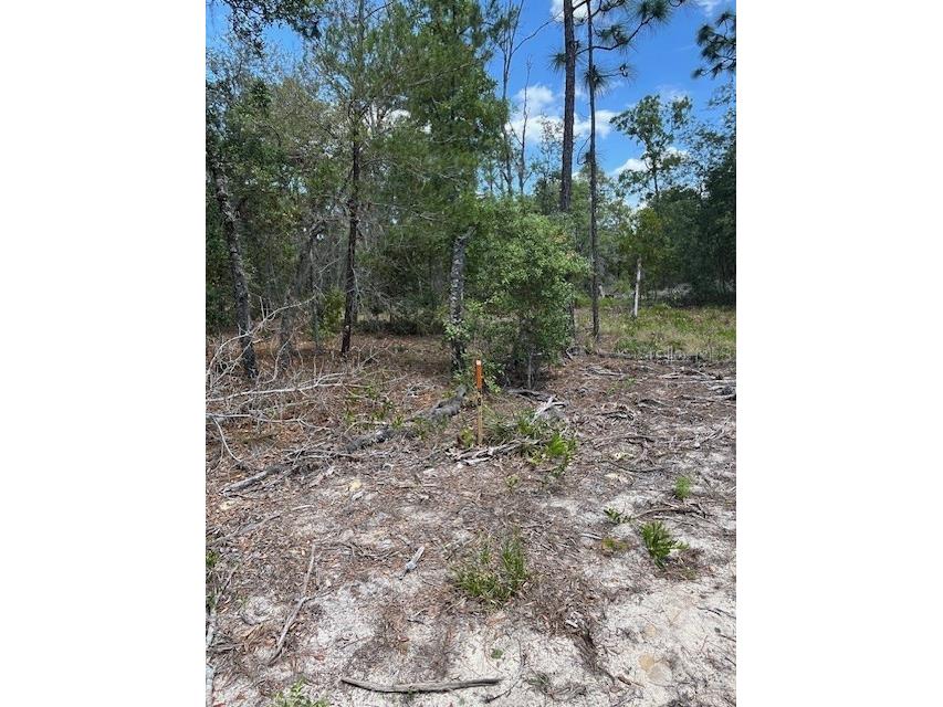 TBD SW 57th Avenue #48 & 49 Interlachen FL 32148 OM701479 image1