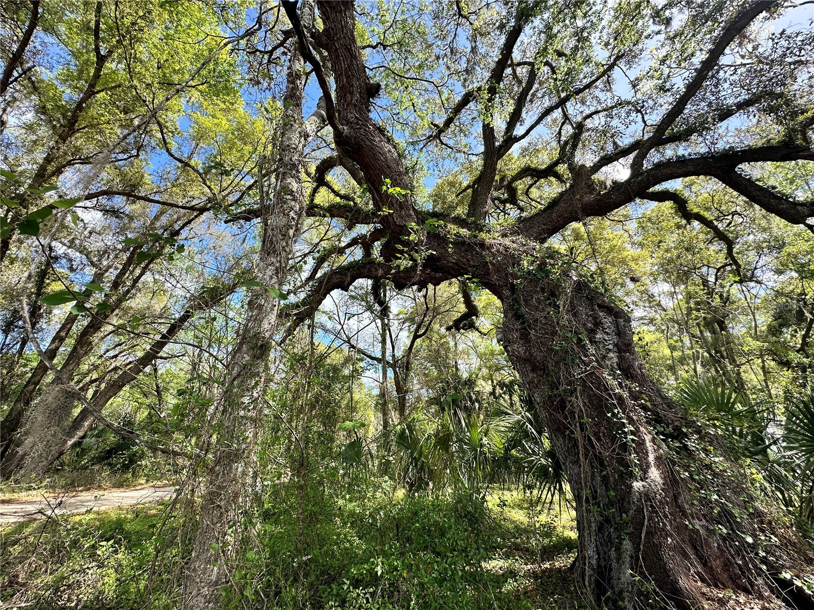 TBD SW 5th Lane Ocala FL 34481 OM710211 image12