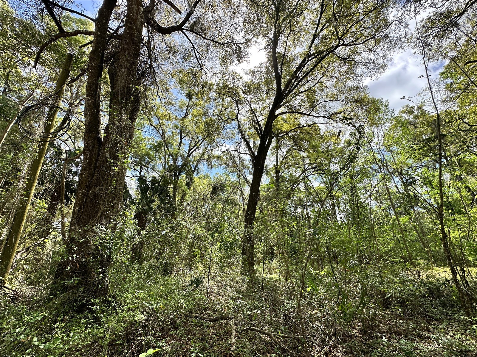 TBD SW 5th Lane Ocala FL 34481 OM710211 image14
