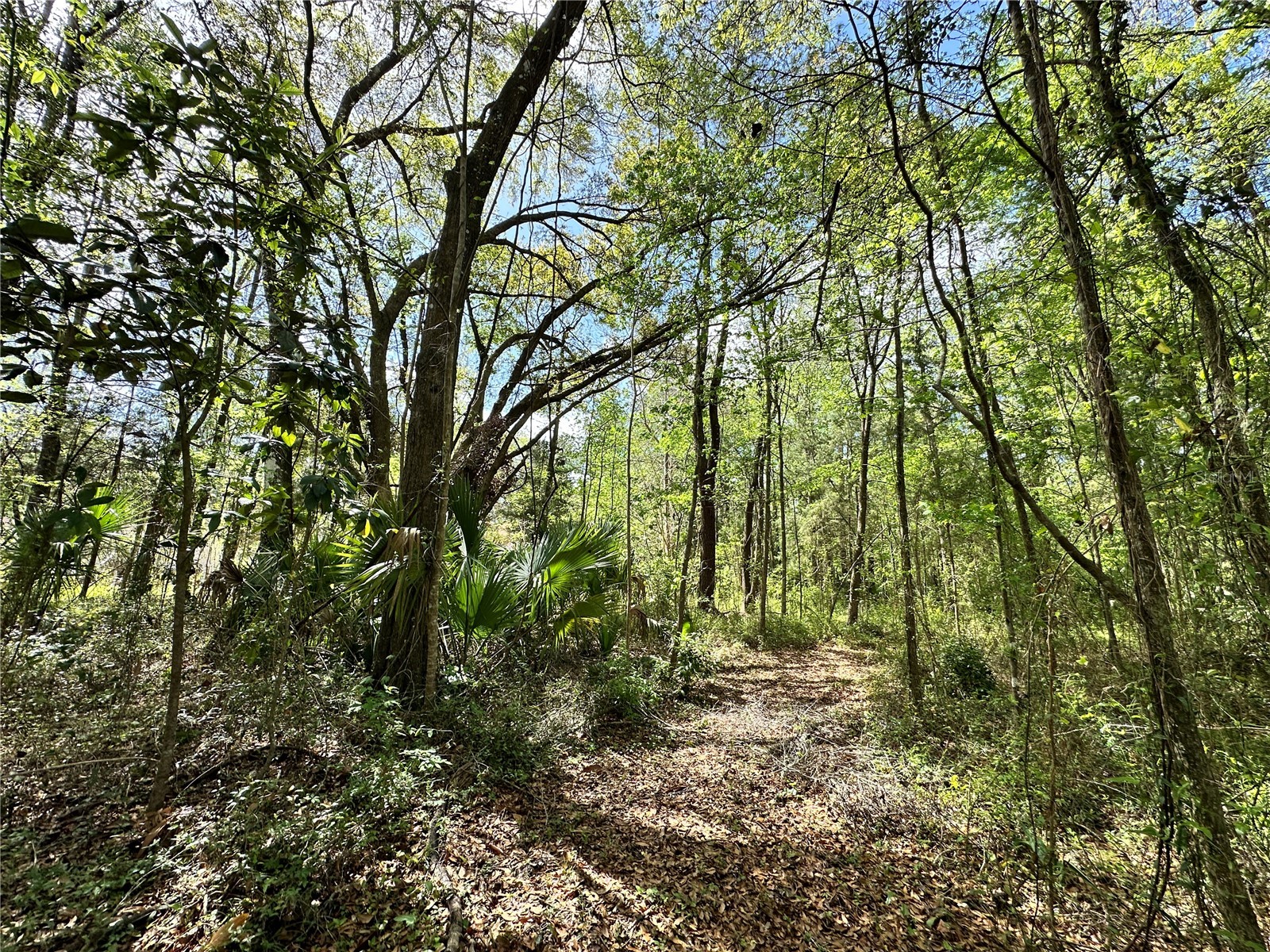 TBD SW 5th Lane Ocala FL 34481 OM710211 image8