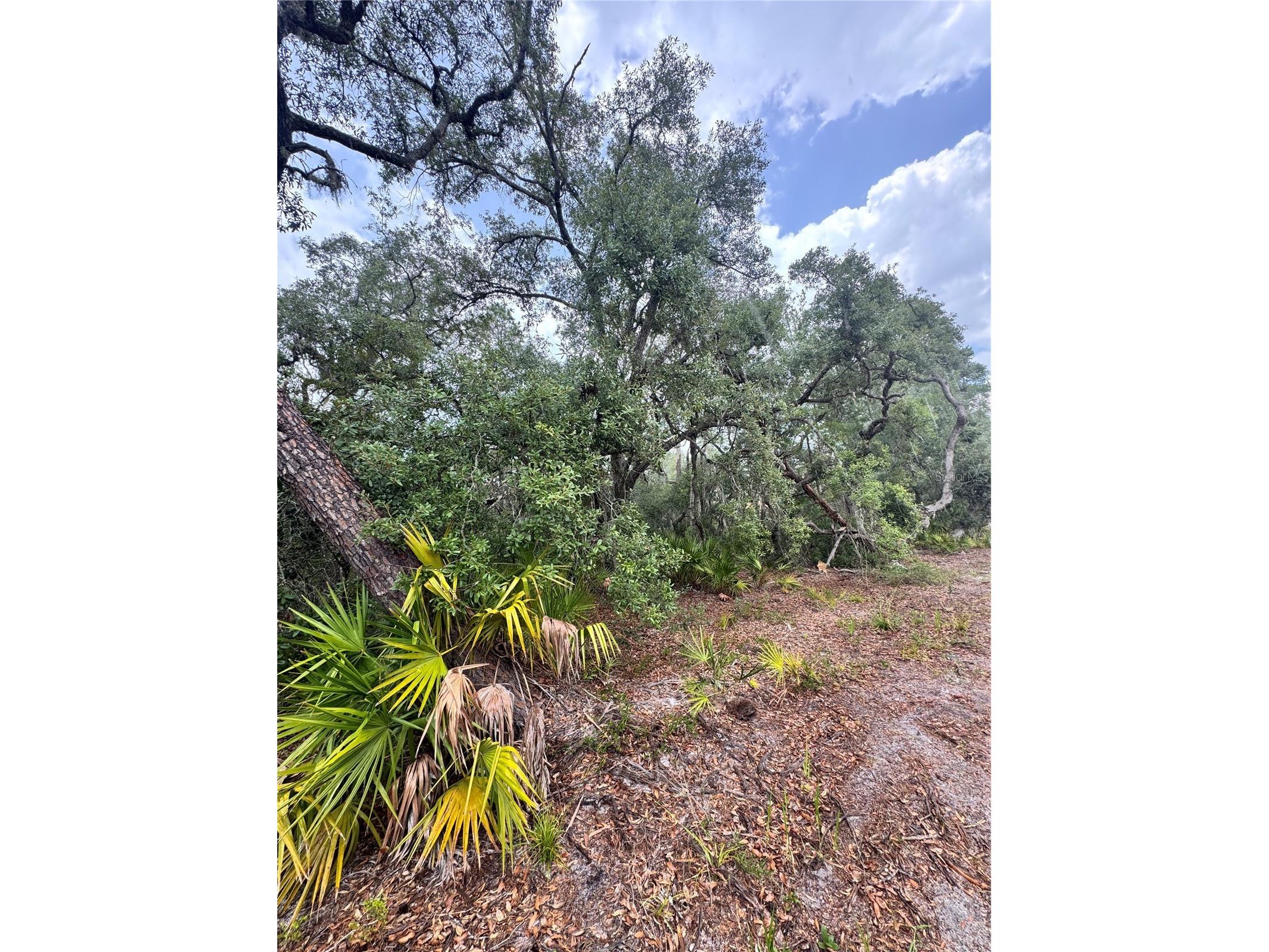 TBD SW 71st Road Ocala FL 34473 OM726508 image3