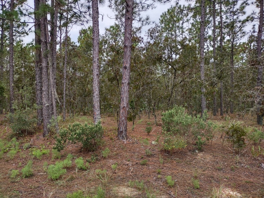 TBD SW 76 Lane Dunnellon FL 34432 OM626914 image1