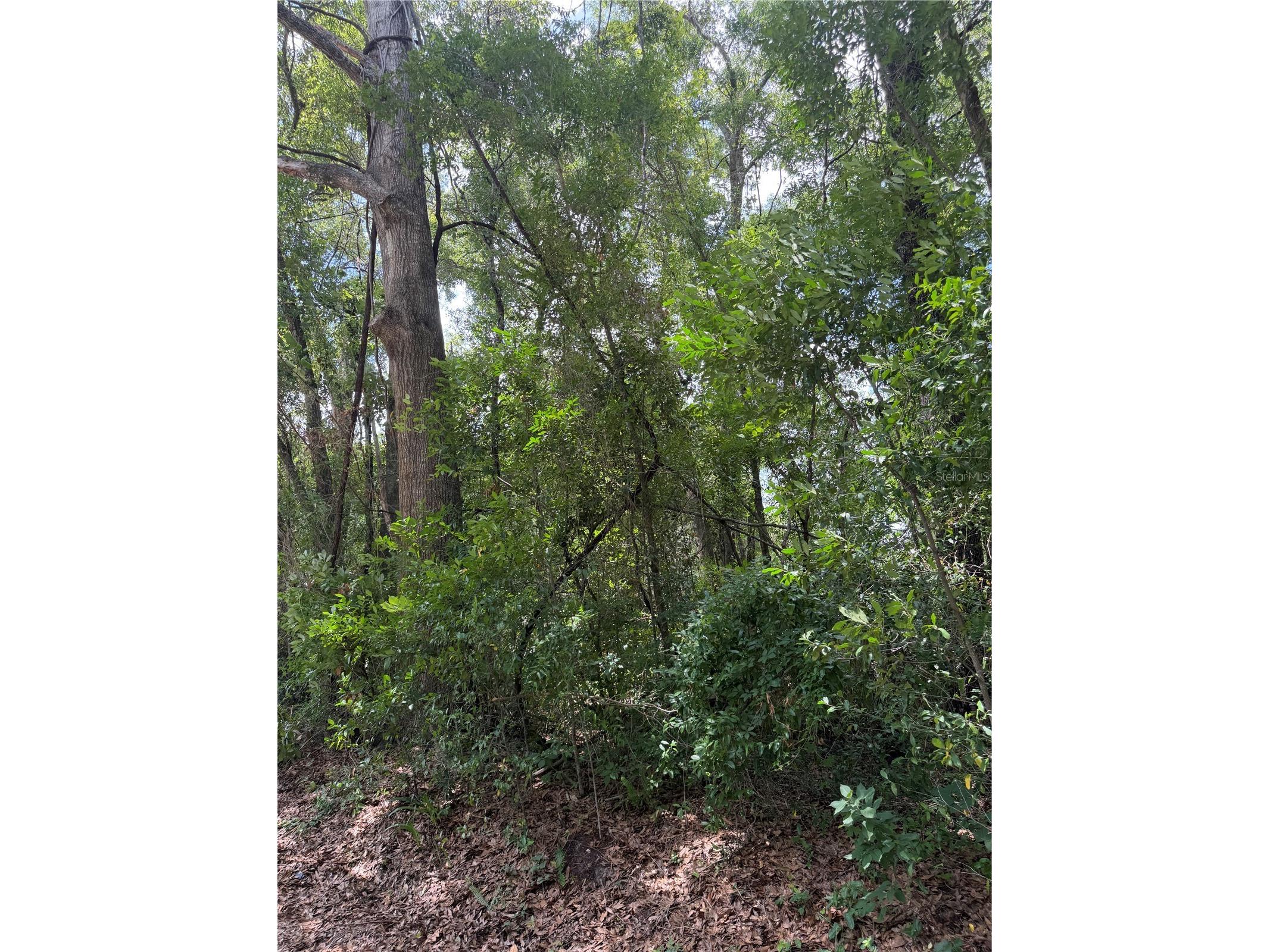 TBD SW 76th Avenue Ocala FL 34476 OM726783 image3