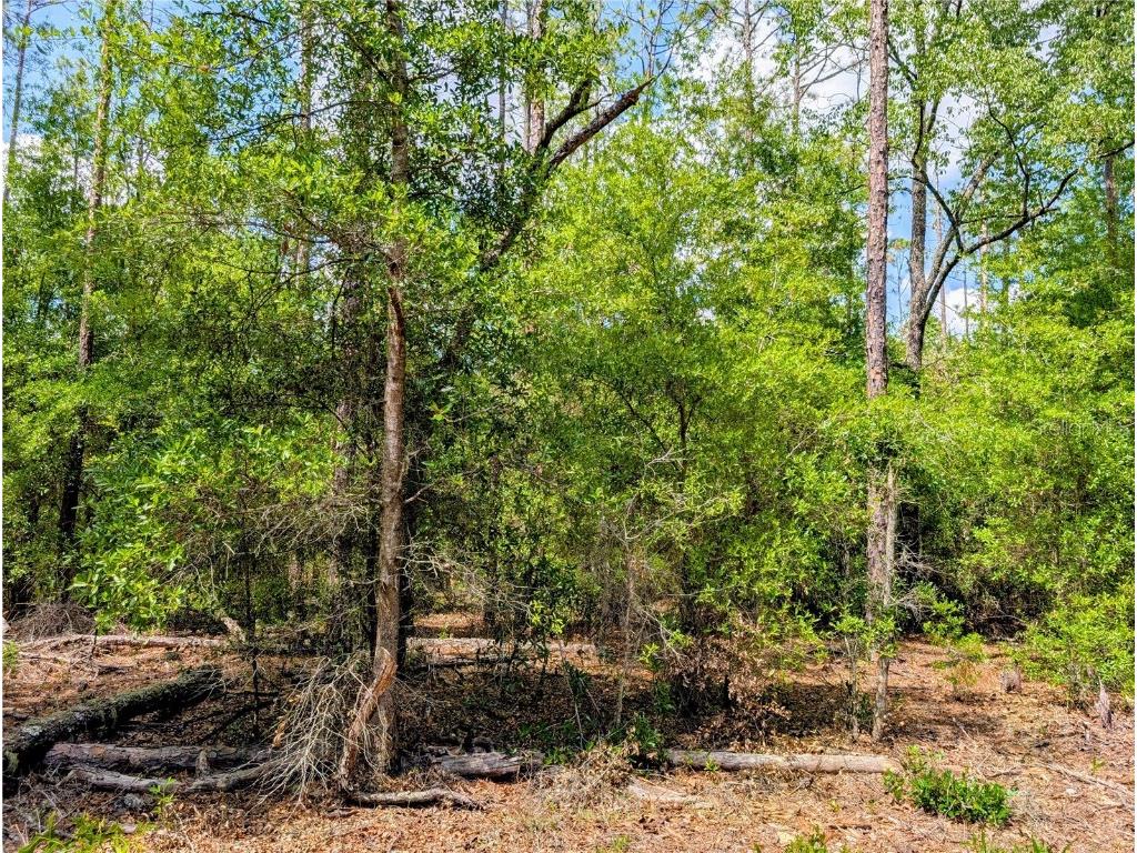 TBD Sw 93rd Lane Dunnellon FL 34431 OM699779 image2