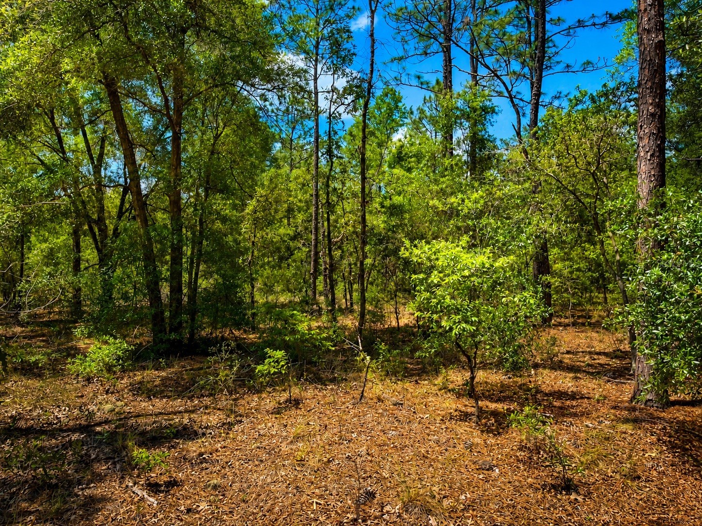 TBD Sw 93rd Place Dunnellon FL 34432 GC540377 image2