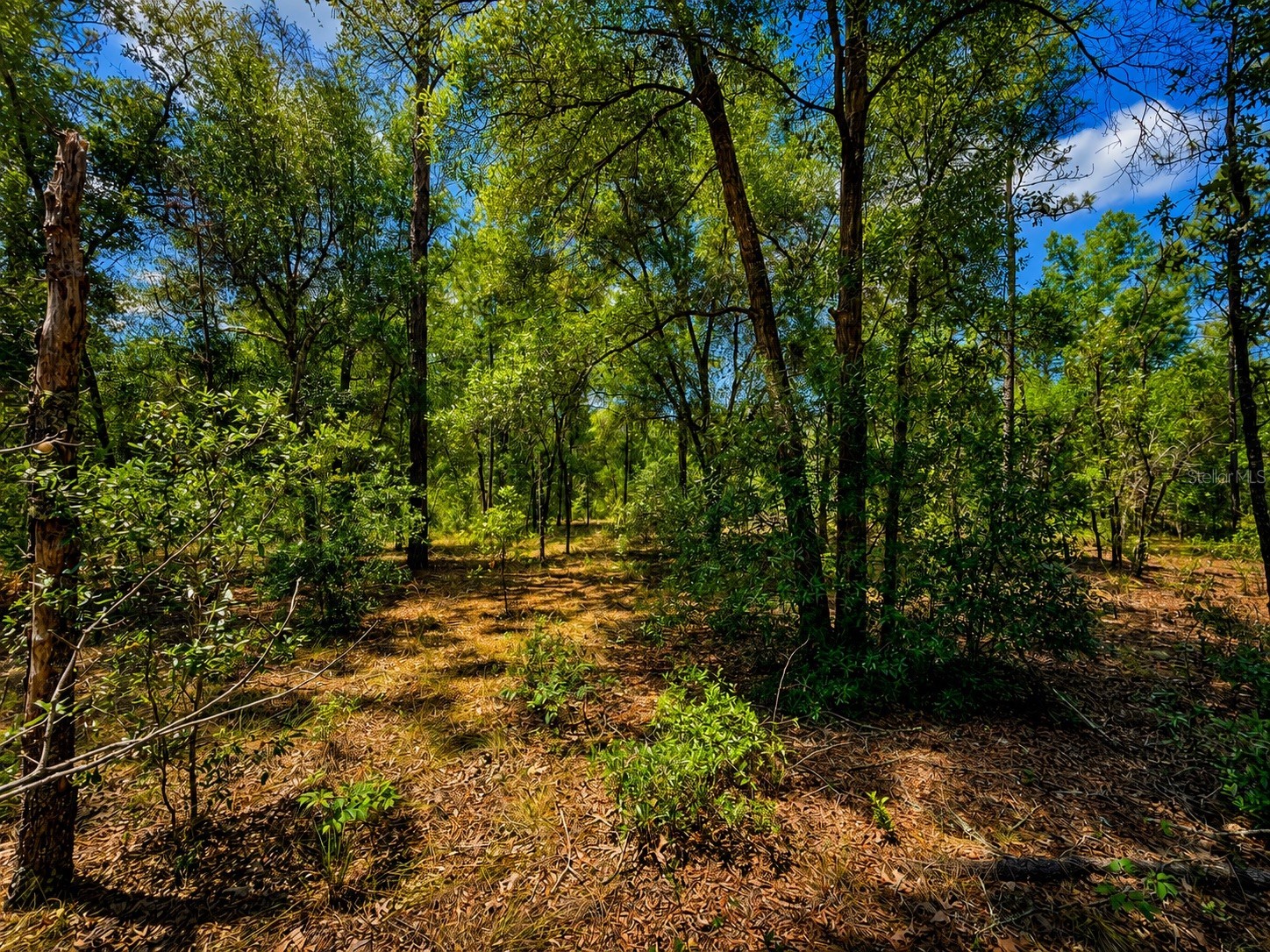 TBD Sw 93rd Place Dunnellon FL 34432 GC540377 image3
