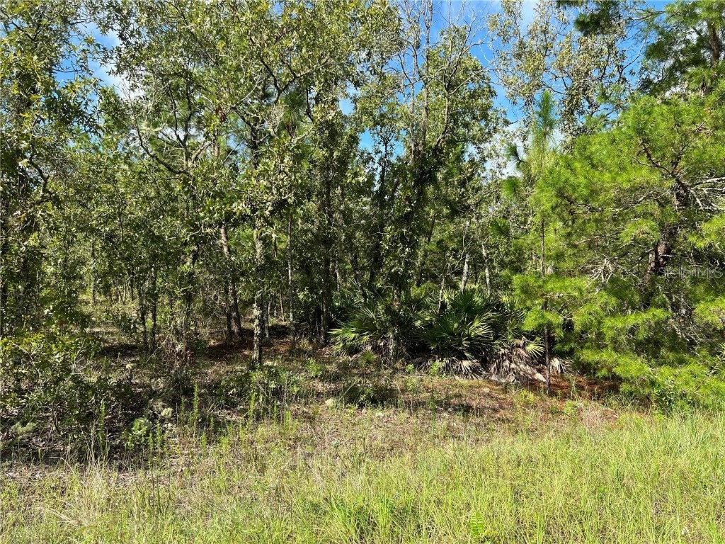 TBD SW 93rd Street Dunnellon FL 34432 OM715100 image4